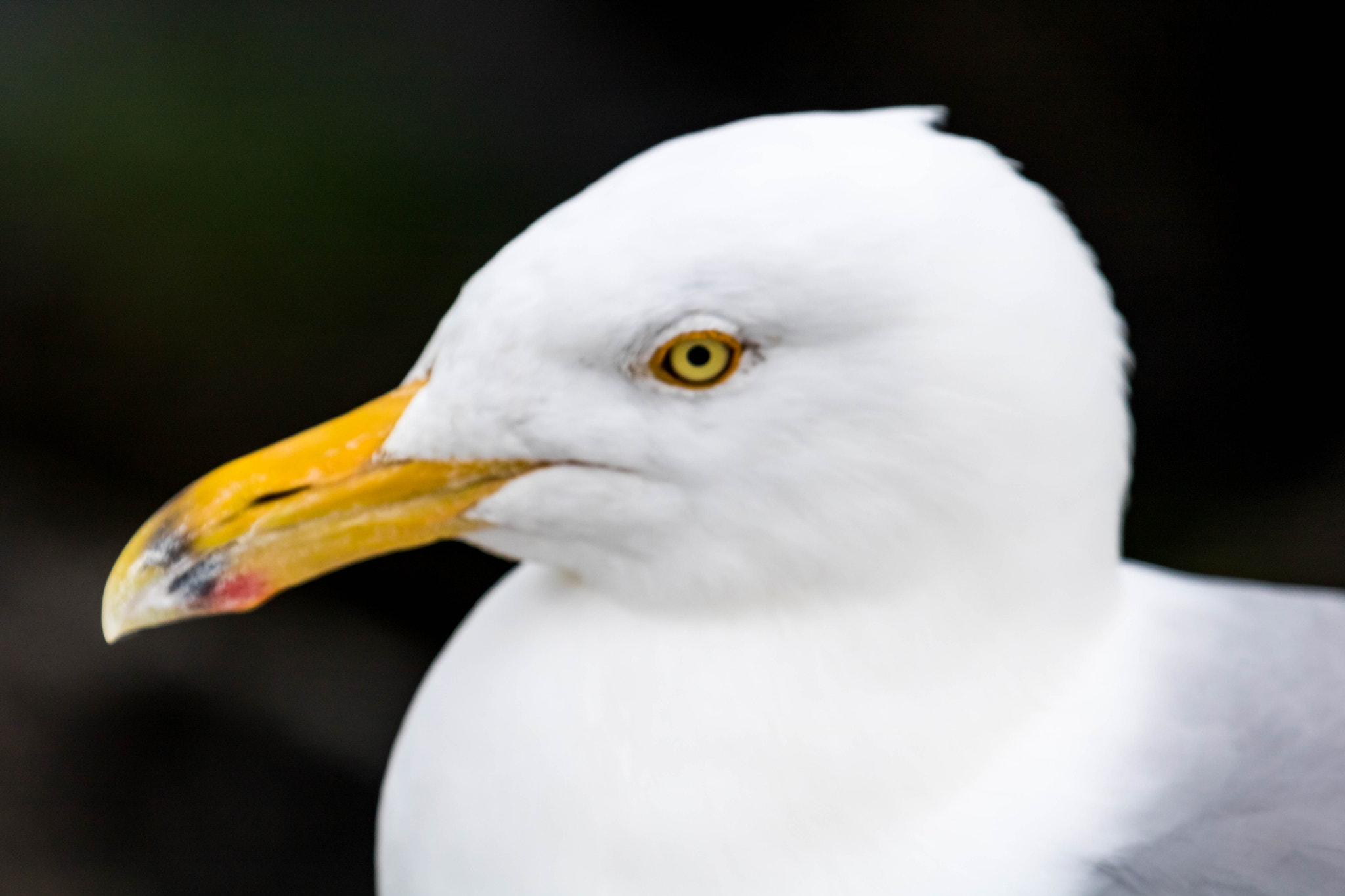 Canon EF 100-400mm F4.5-5.6L IS USM sample photo. Herring gull photography