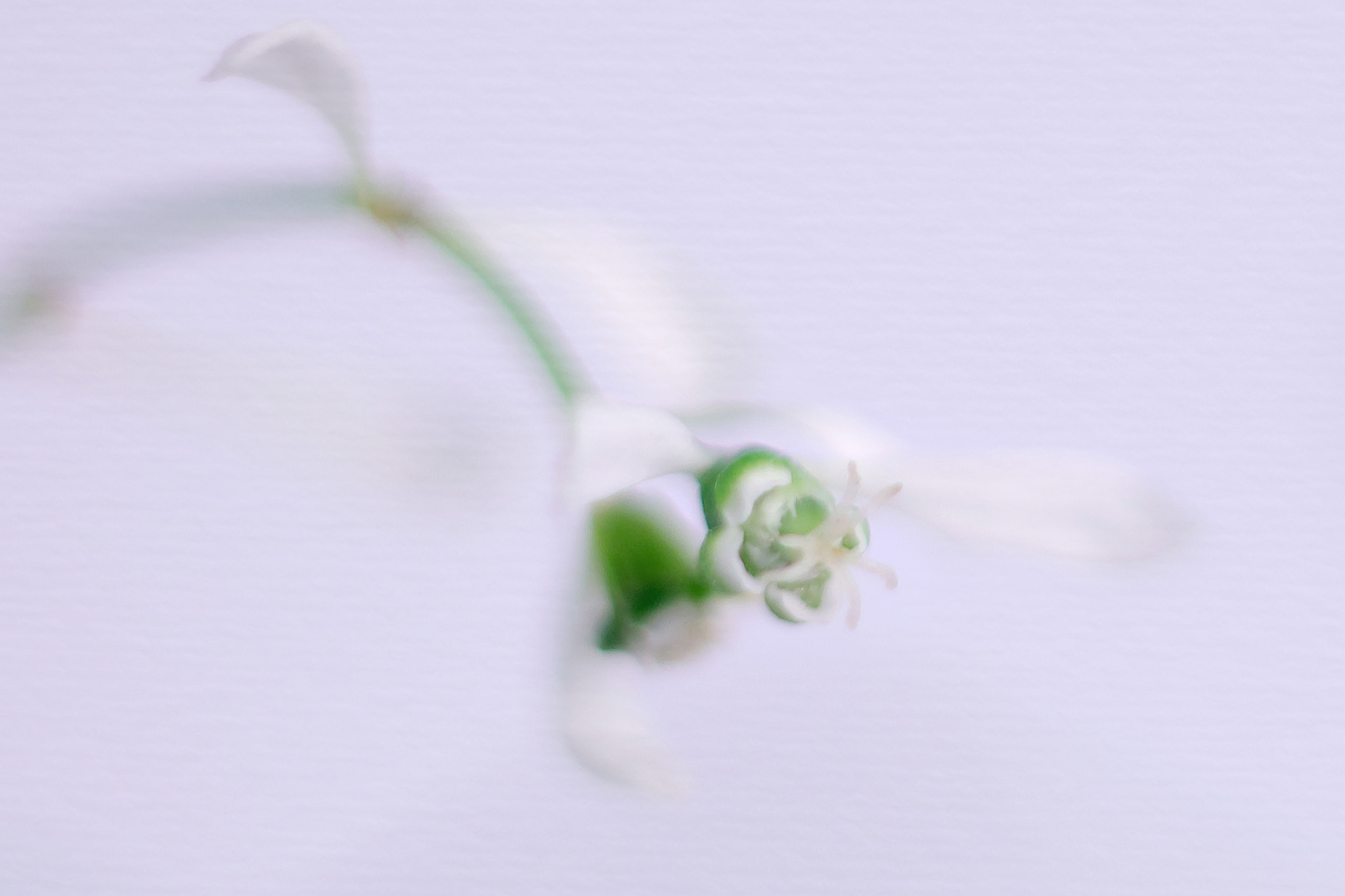 Canon EF 50mm F2.5 Macro sample photo. Picking myself up again photography