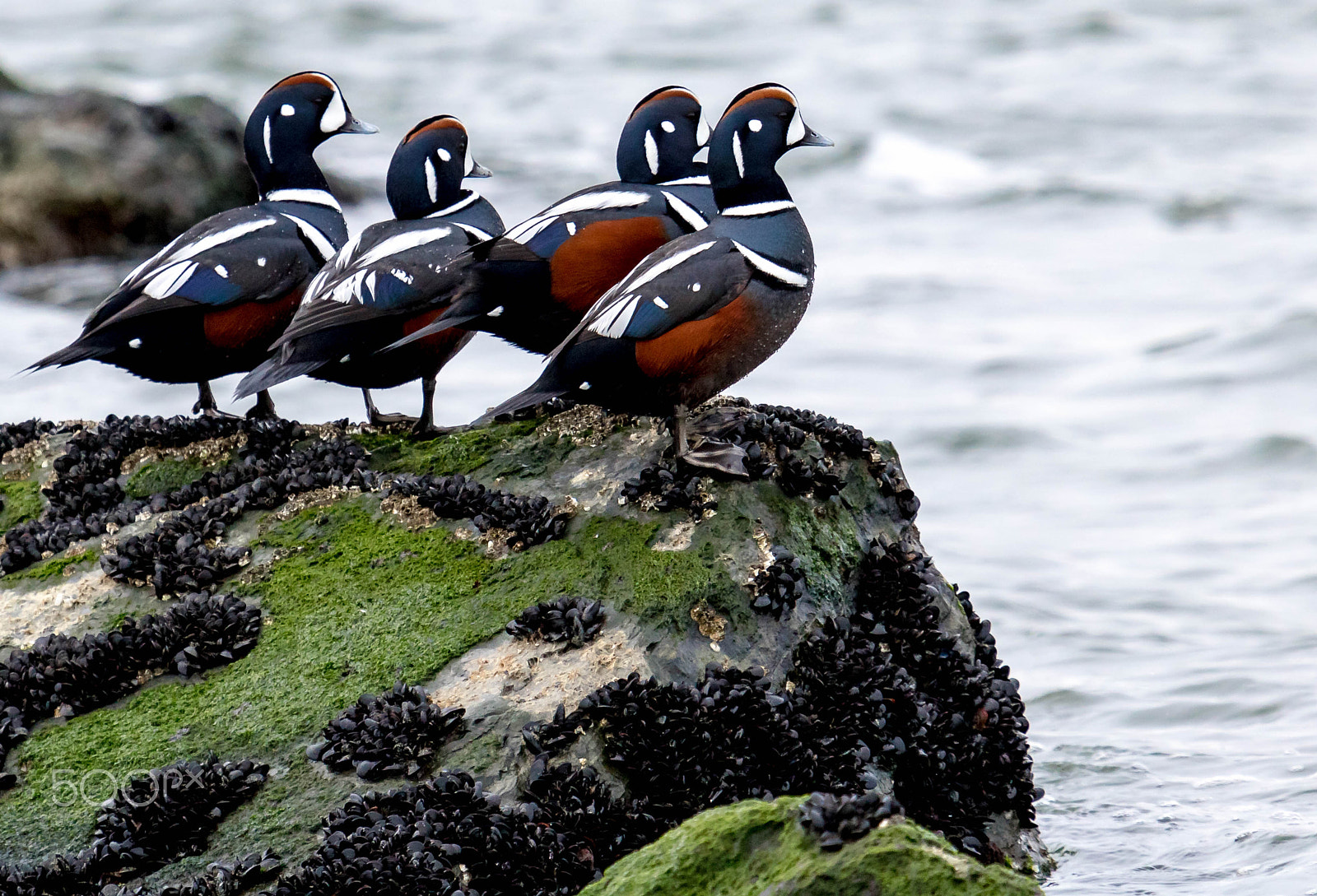 Canon EF 100-400mm F4.5-5.6L IS USM sample photo. Harlequins on the rocks photography