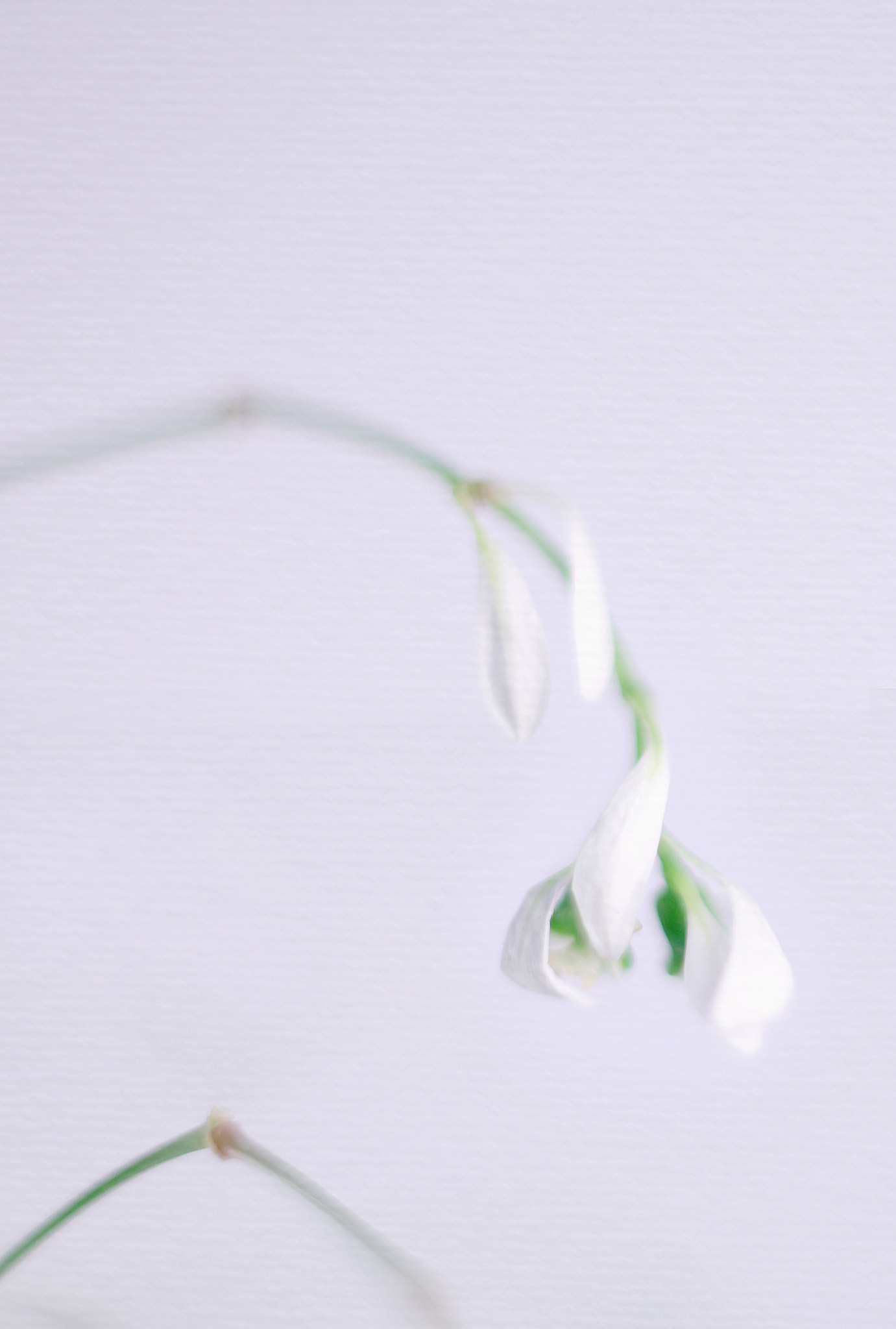 Canon EF 50mm F2.5 Macro sample photo. Catch me when i fall photography