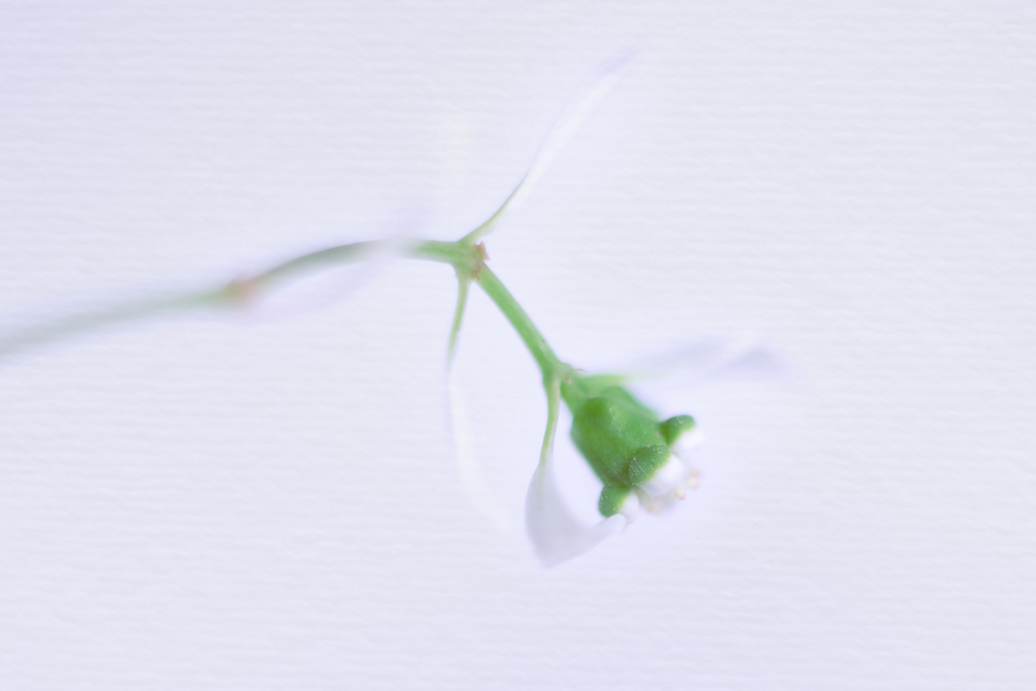 Canon EF 50mm F2.5 Macro sample photo. Beautiful release photography