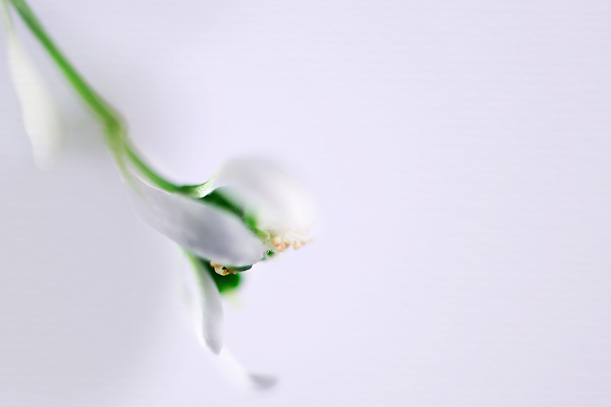 Canon EF 50mm F2.5 Macro sample photo. Sweet seduction photography