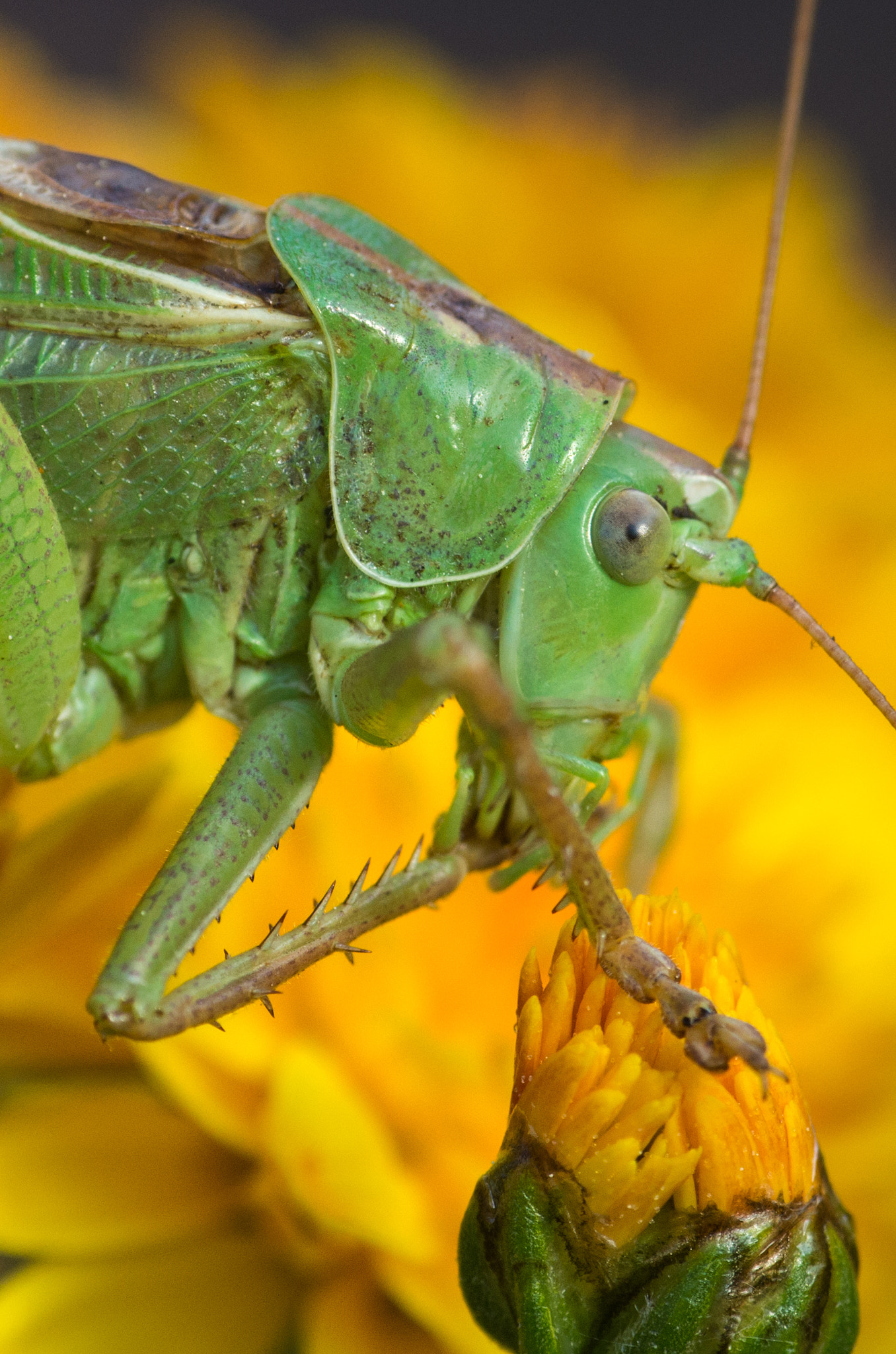 smc PENTAX-FA MACRO 100mm F3.5 sample photo. Lucky insect photography