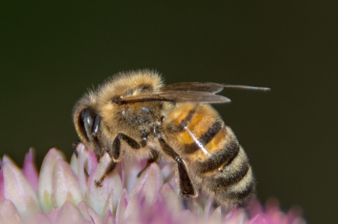 Pentax K-5 II sample photo. Hard-working bee photography