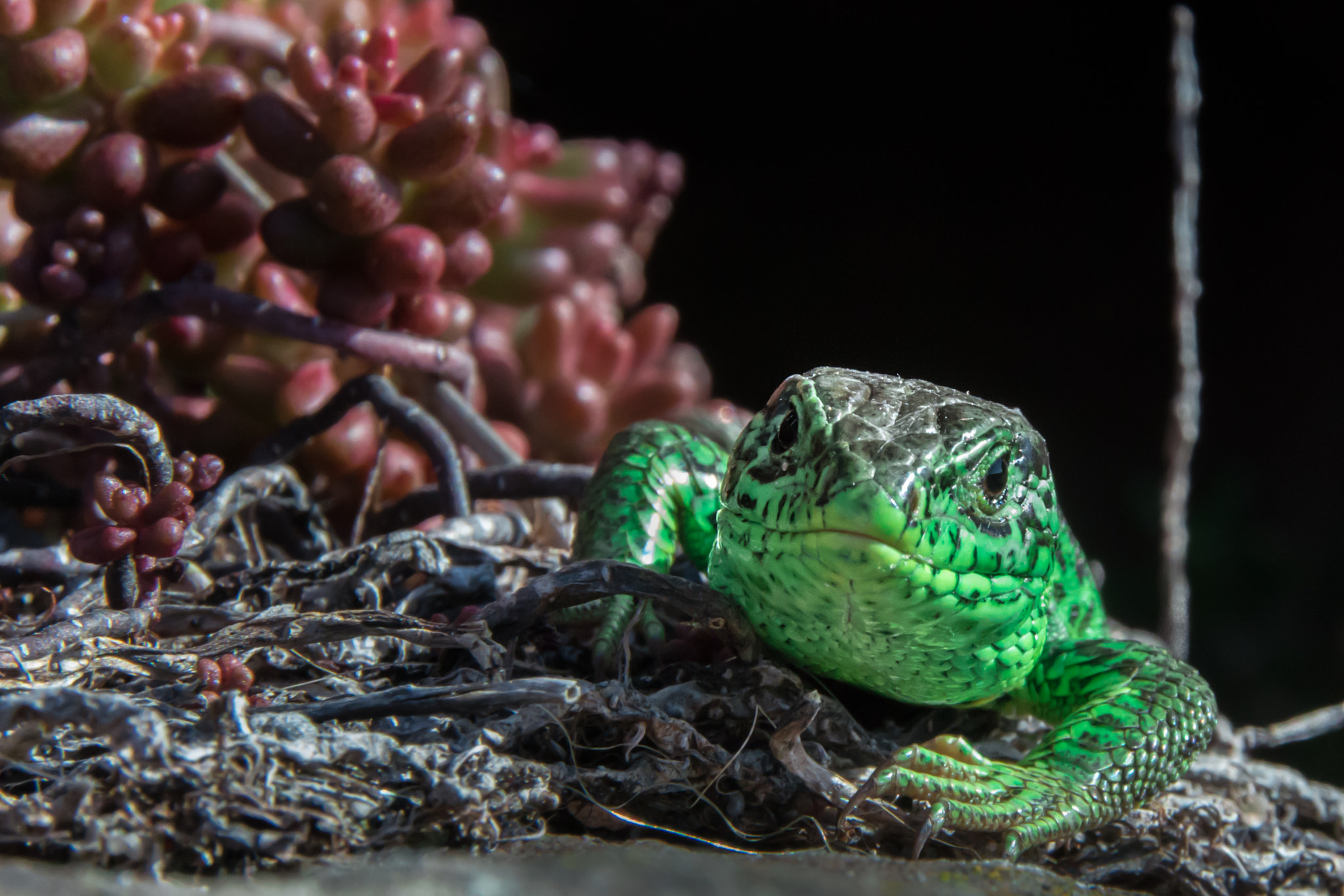 Pentax K-5 II sample photo. Wild lizard photography