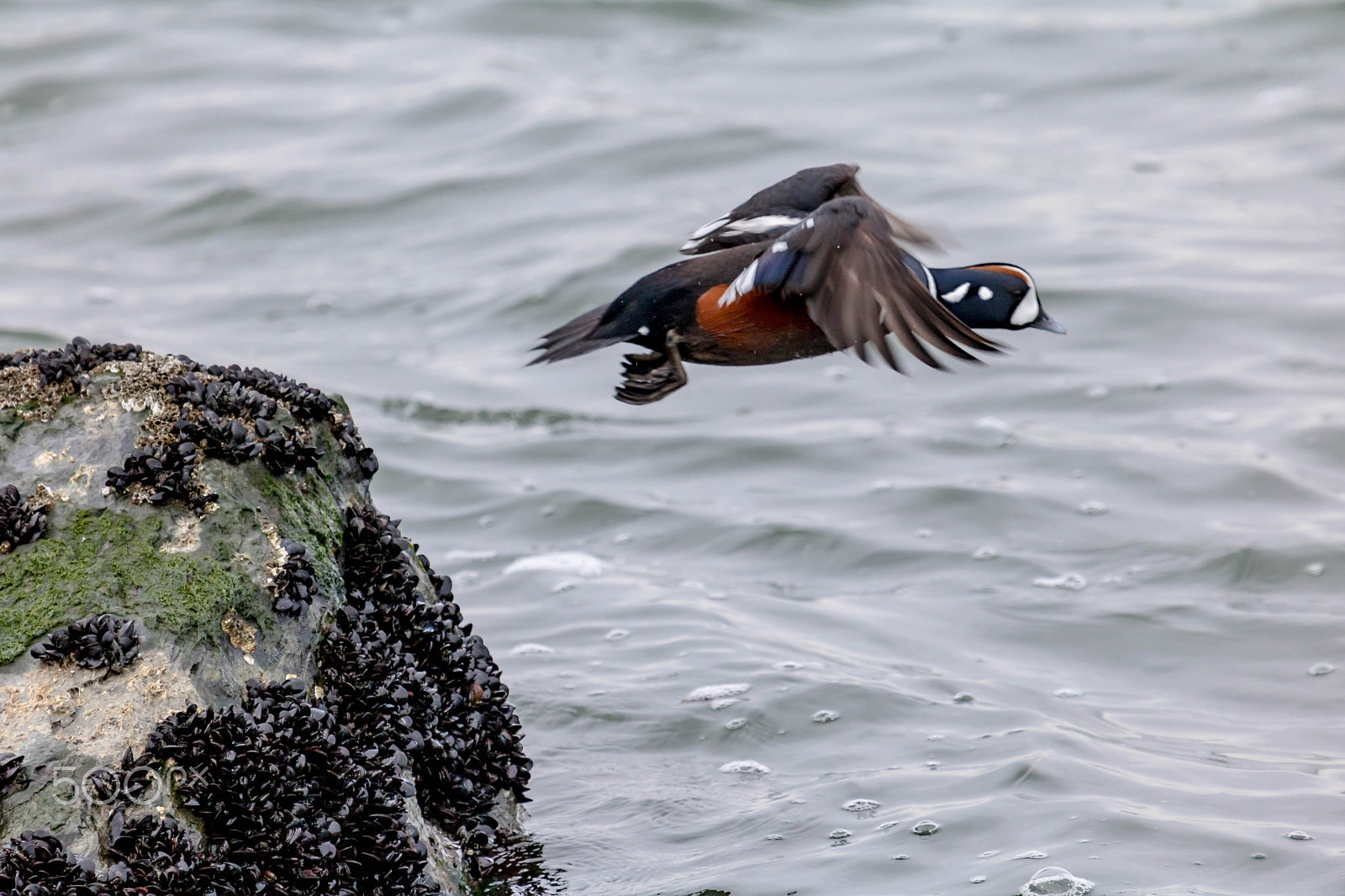 Canon EF 100-400mm F4.5-5.6L IS USM sample photo. Taking that leap photography