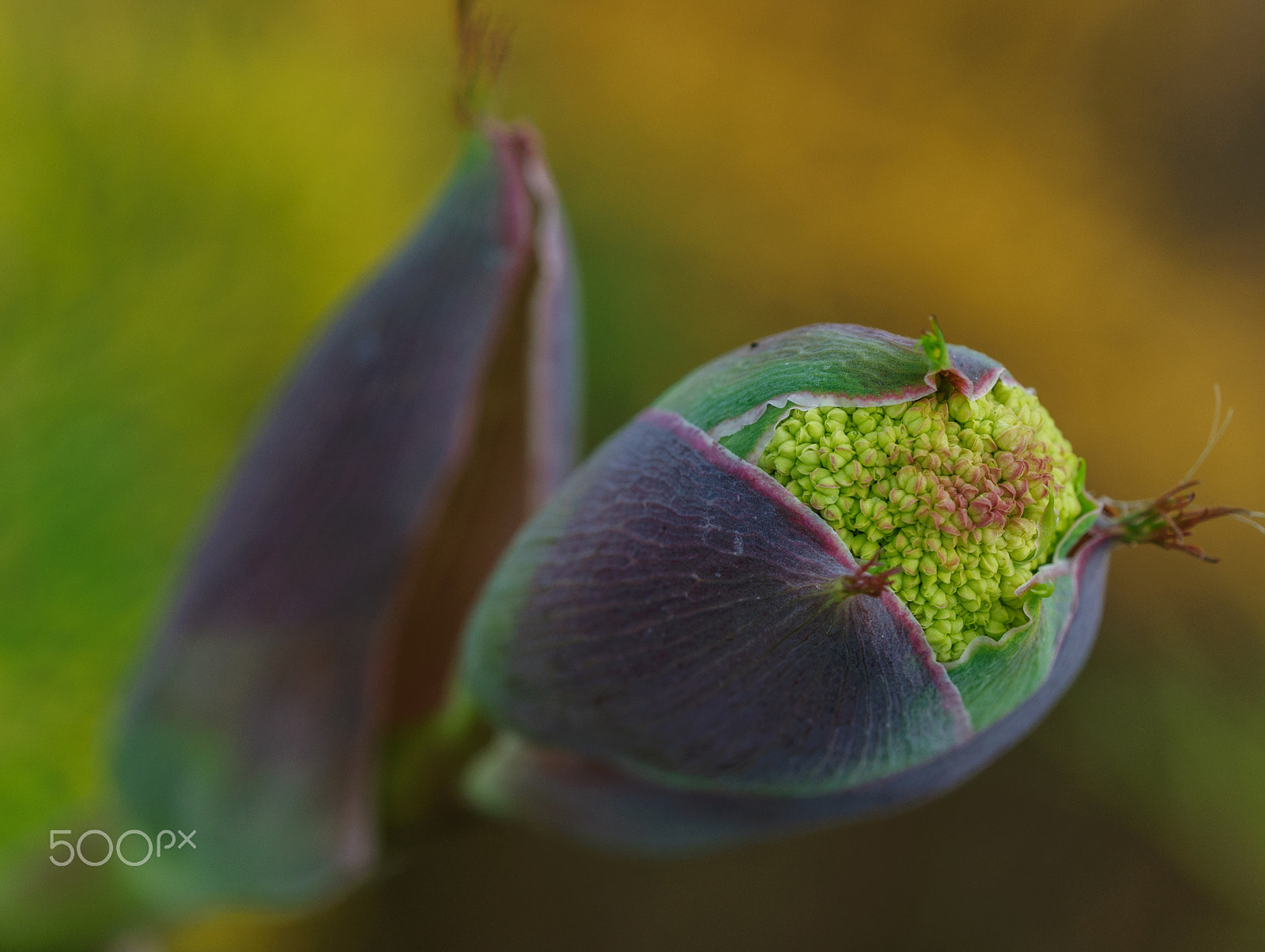 Sigma 150mm F2.8 EX DG OS Macro HSM sample photo. Temptation photography