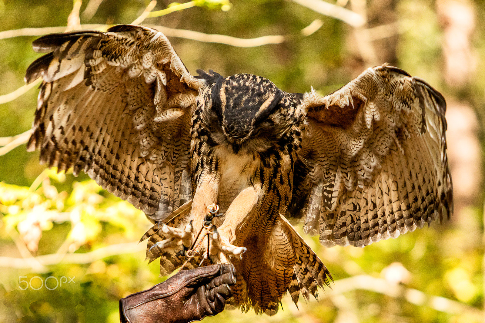 Canon EOS 5DS sample photo. Eurasian eagle-owl landing on glove photography