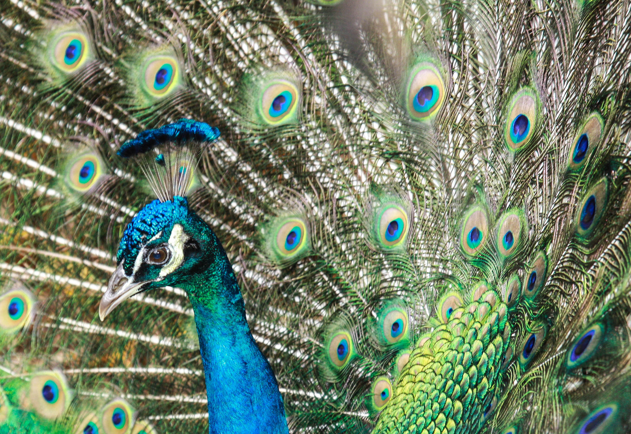 Sigma 17-70mm F2.8-4 DC Macro OS HSM sample photo. Rainbow bird photography