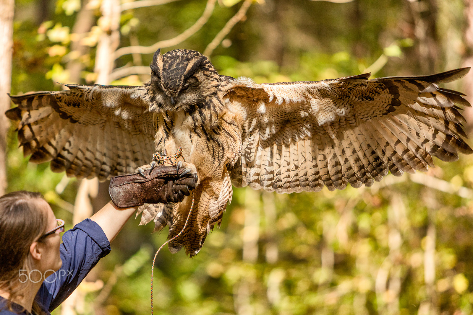 Canon EOS 5DS sample photo. Eurasian eagle-owl lands on glove photography
