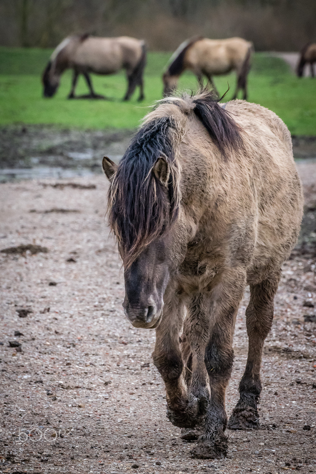 Sigma 50-500mm F4.5-6.3 DG OS HSM sample photo. Konik horse photography