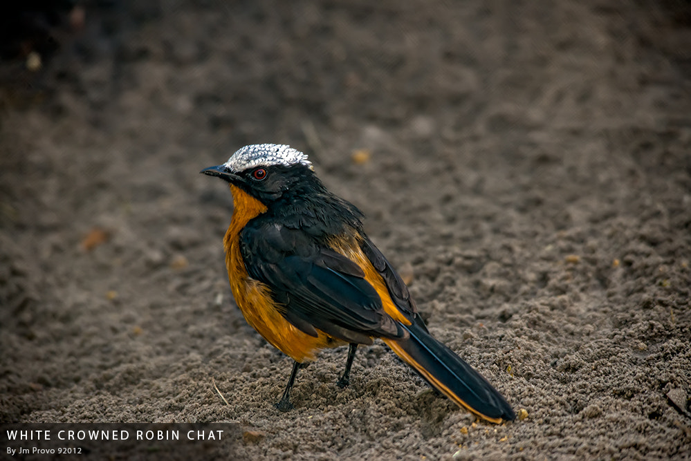 Sigma 150-500mm F5-6.3 DG OS HSM sample photo. White crowned robin chat photography