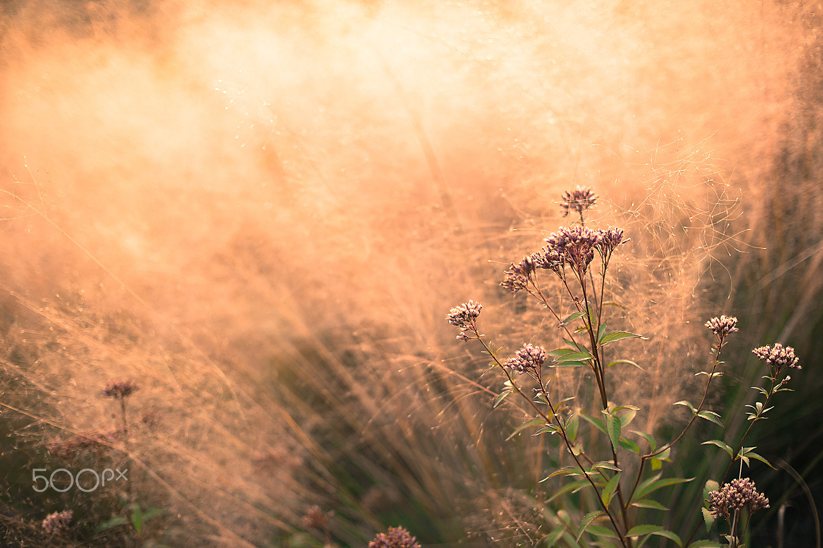 Nikon Df + AF Nikkor 50mm f/1.4 sample photo. Natural garden photography