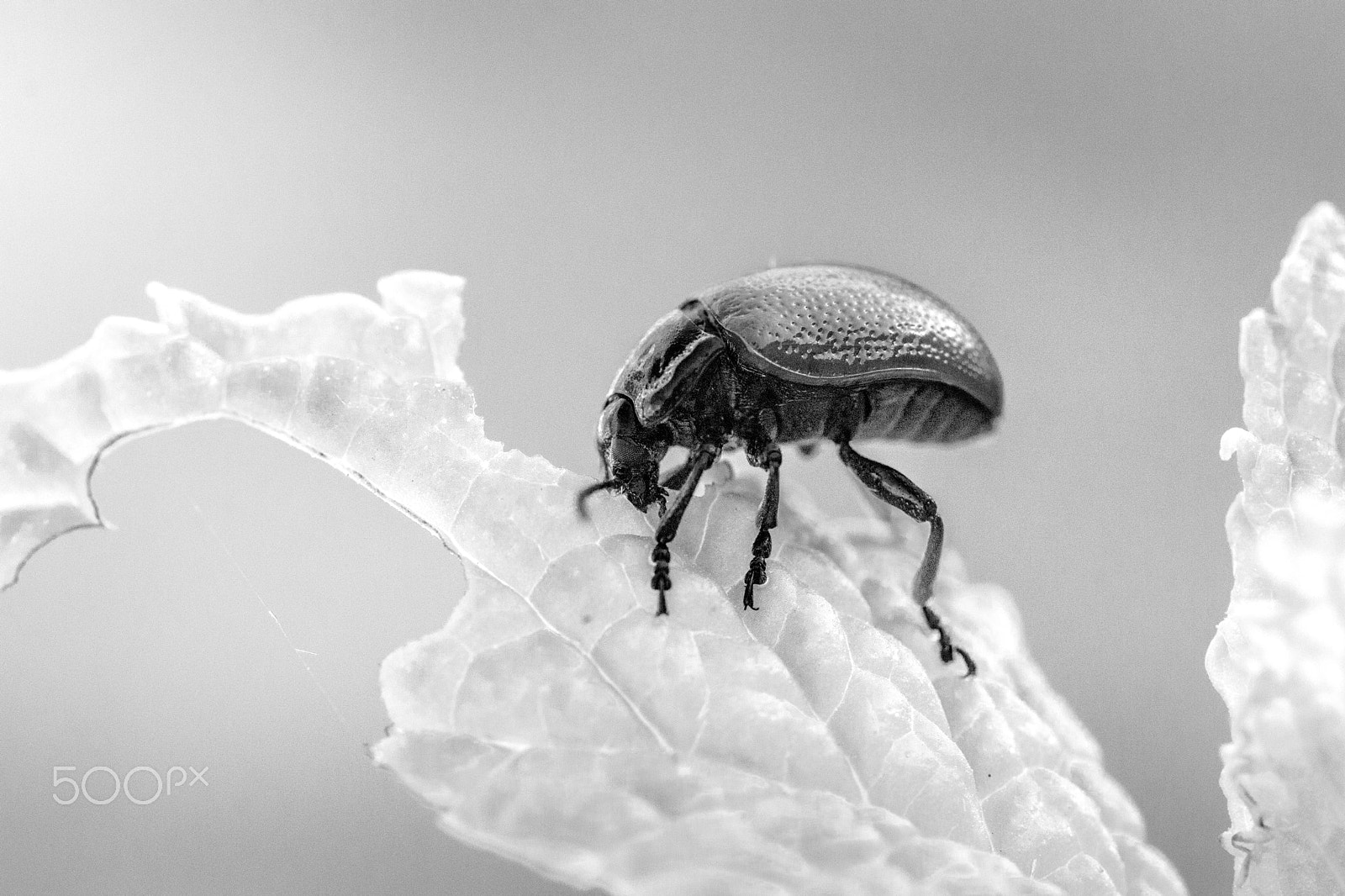 Canon EOS M sample photo. Jewel bug eating mint plant photography