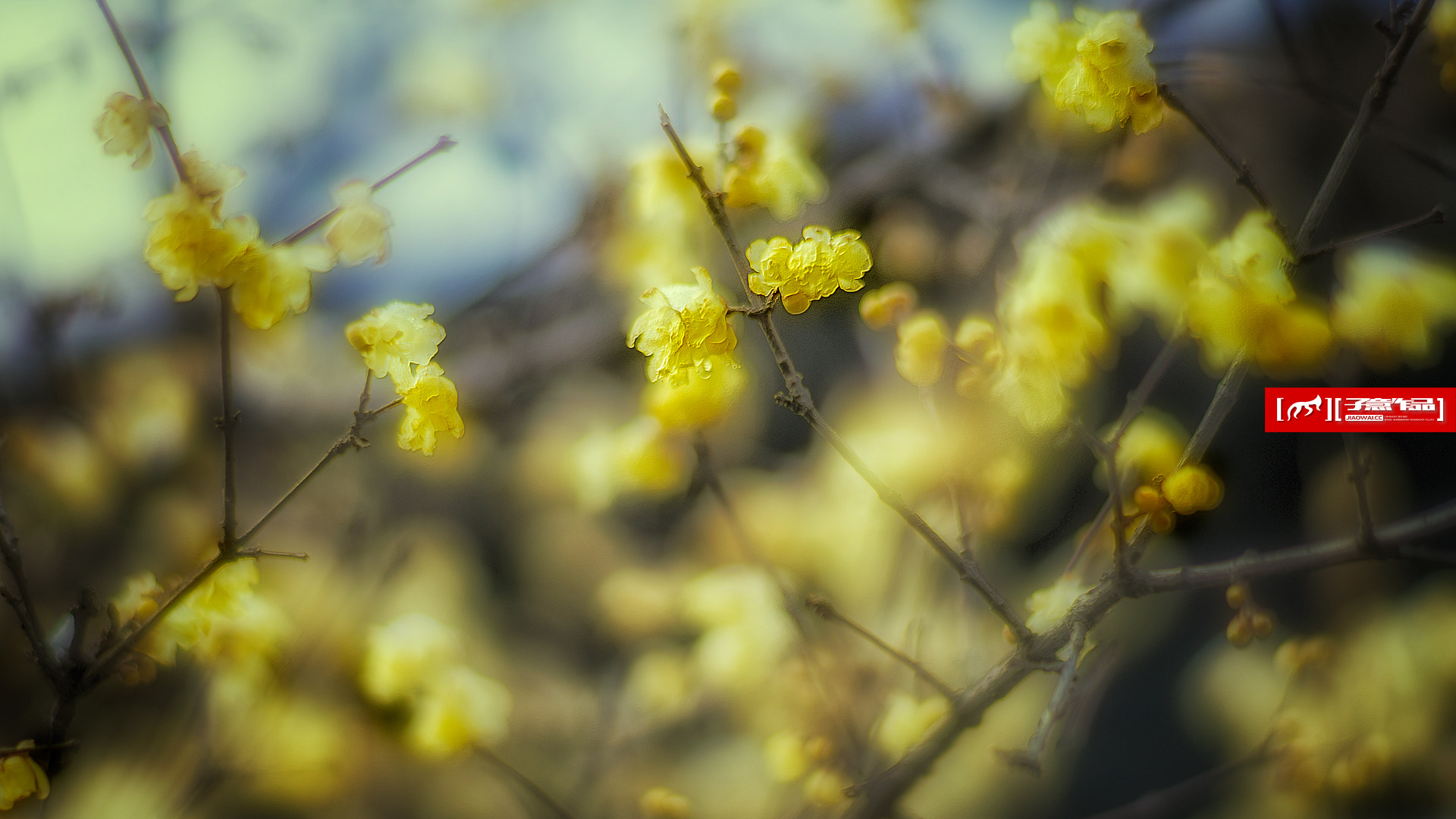 85mm F1.4 sample photo. 《数梅》 photography