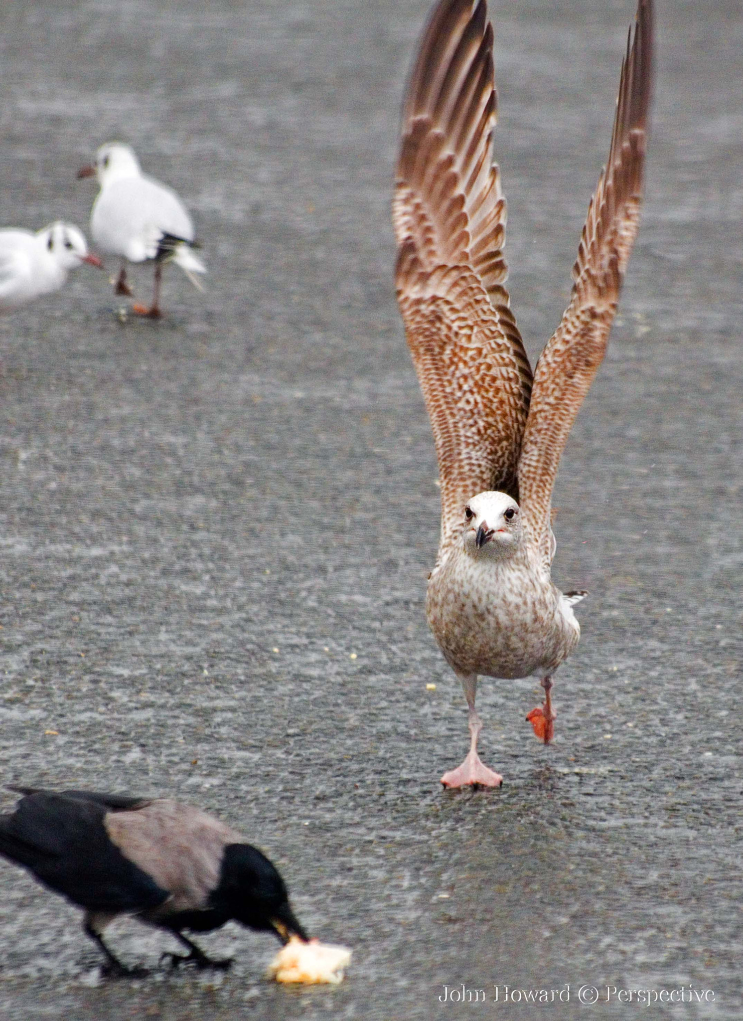 Sigma 70-300mm F4-5.6 APO DG Macro sample photo. " i'll have that " photography