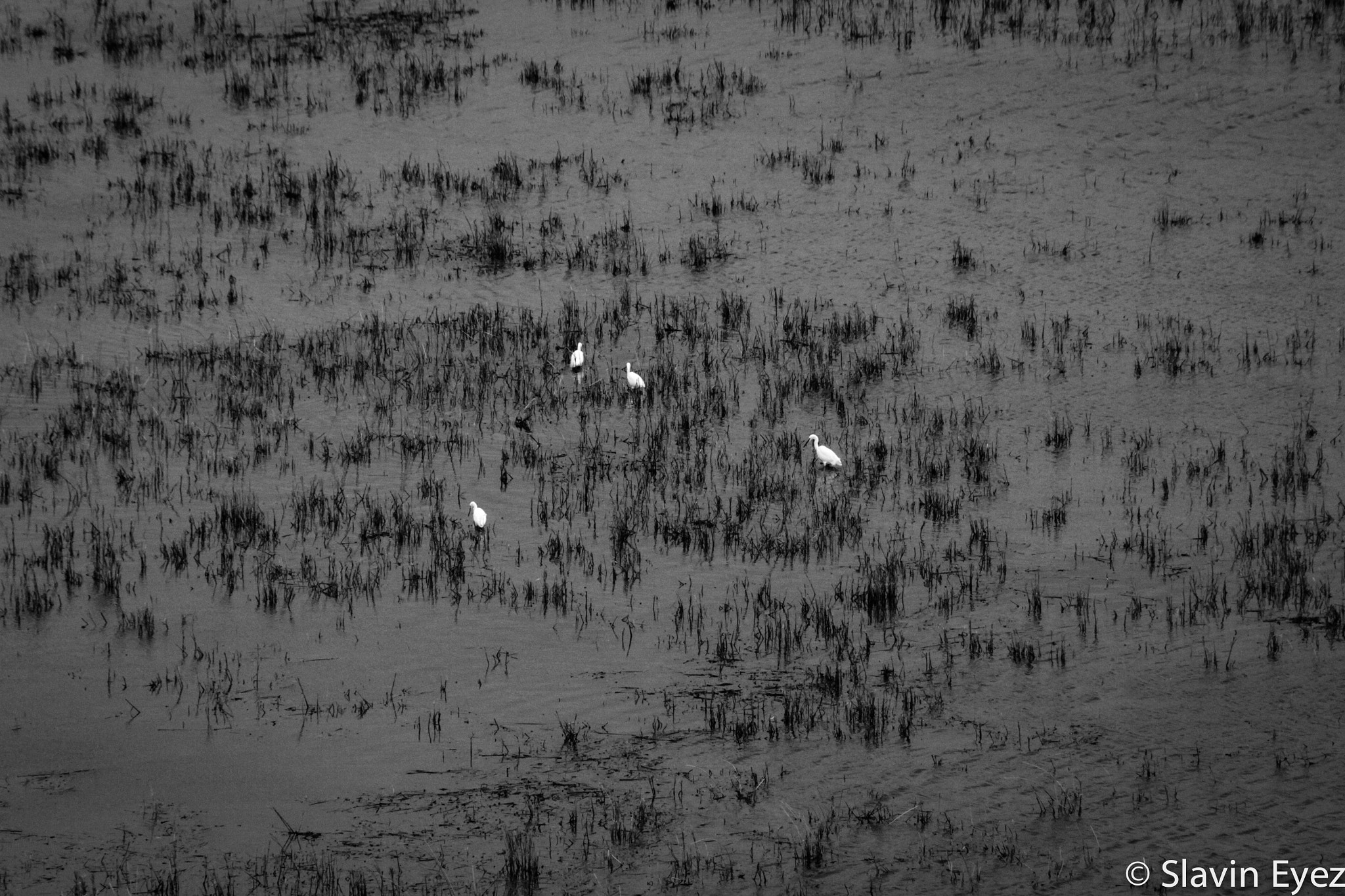 Canon EF 80-200mm F4.5-5.6 II sample photo. 4 ibis photography