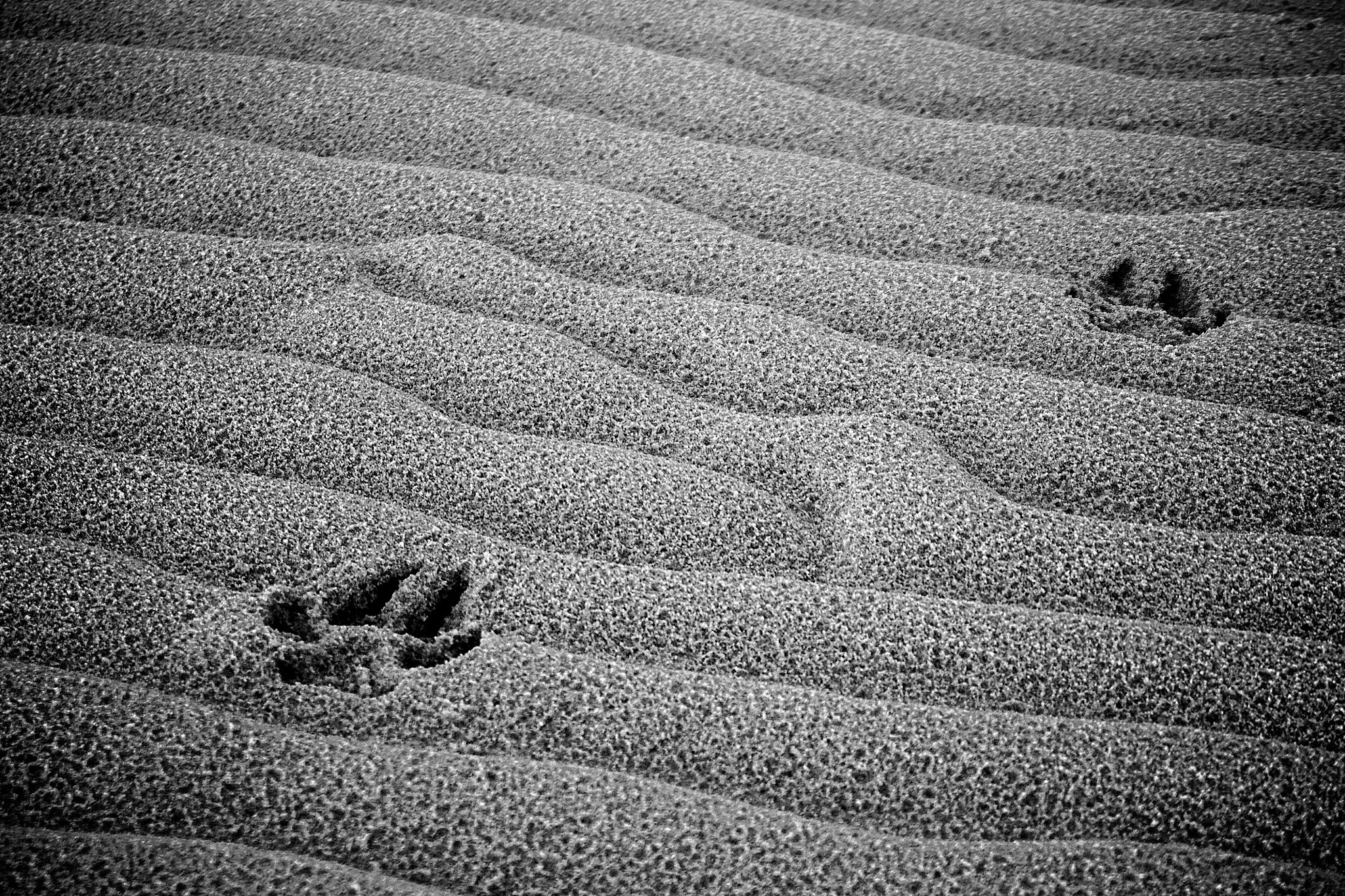 Canon EOS 450D (EOS Rebel XSi / EOS Kiss X2) + Tamron AF 28-200mm F3.8-5.6 XR Di Aspherical (IF) Macro sample photo. Paw prints in wet sand photography
