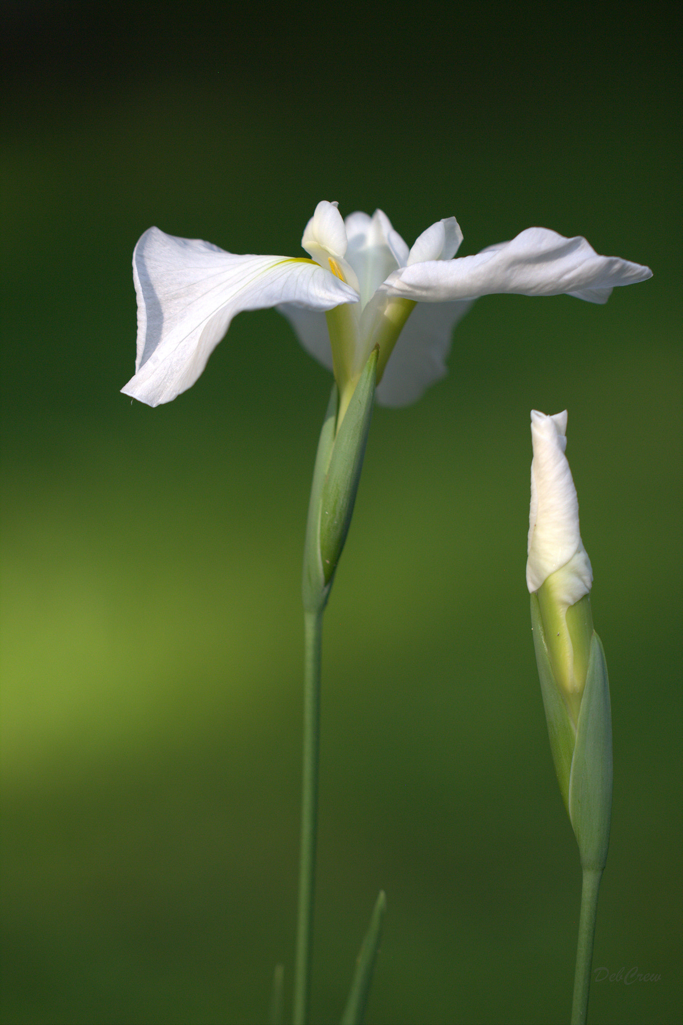Canon EF 100mm F2.8L Macro IS USM sample photo. Sweet duo photography