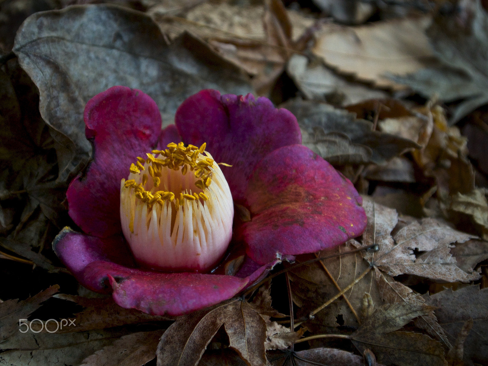 Nikon 1 J2 sample photo. Fallen (2) photography