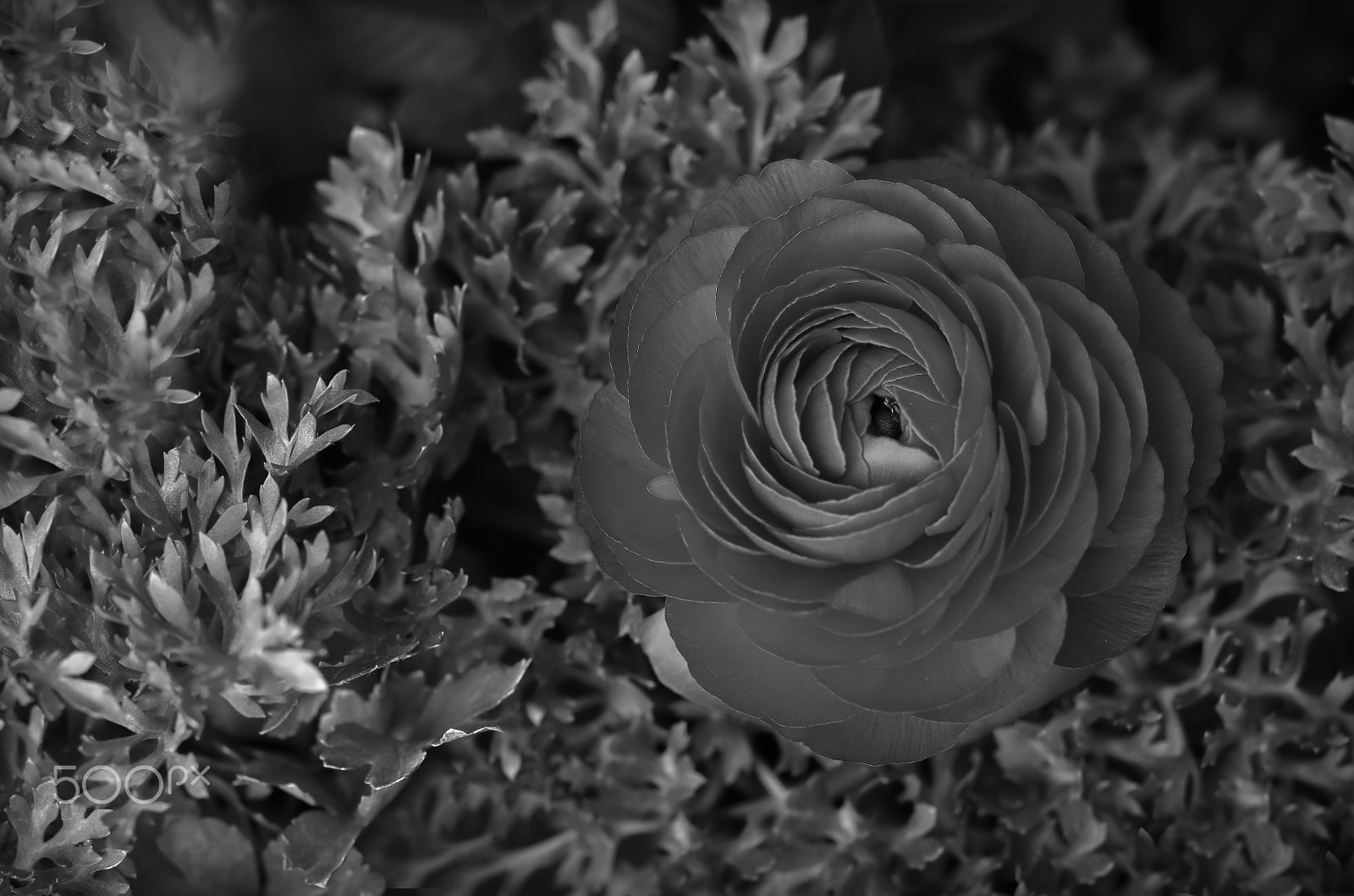 Nikon AF-S Micro-Nikkor 60mm F2.8G ED sample photo. Ranunculus photography