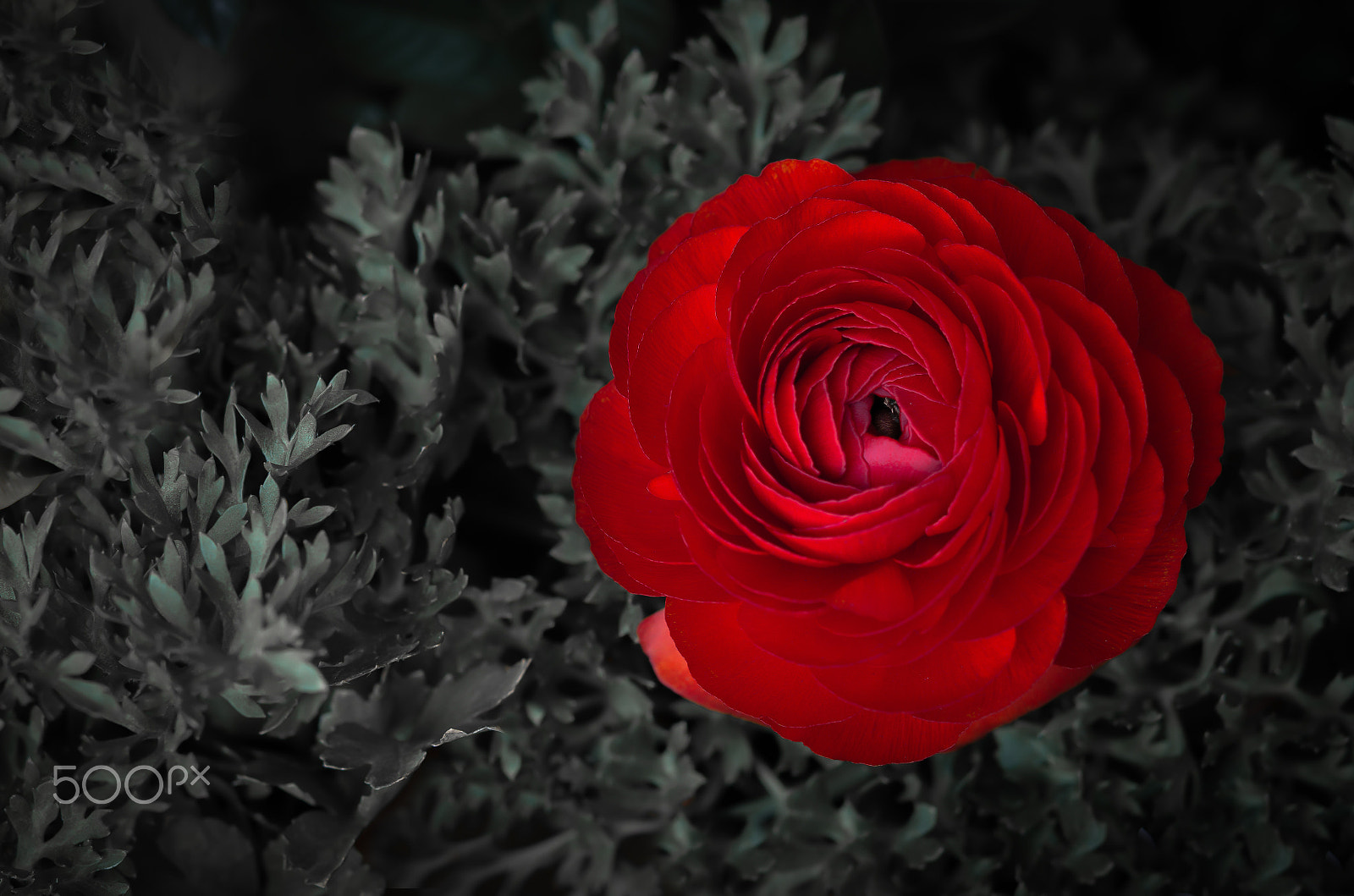 Nikon AF-S Micro-Nikkor 60mm F2.8G ED sample photo. Ranunculus photography