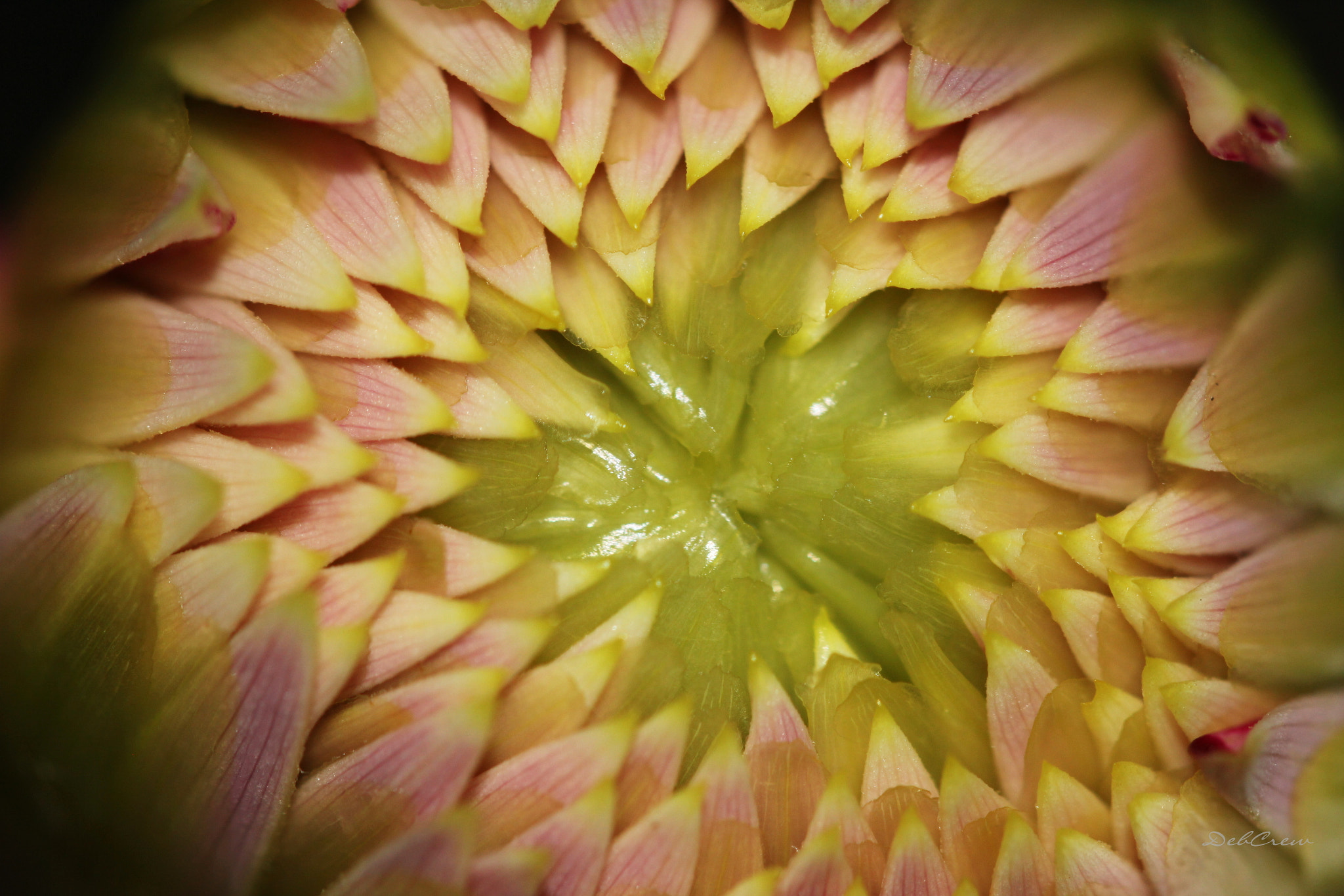 Canon EF 100mm F2.8L Macro IS USM sample photo. Symmetrical succession photography