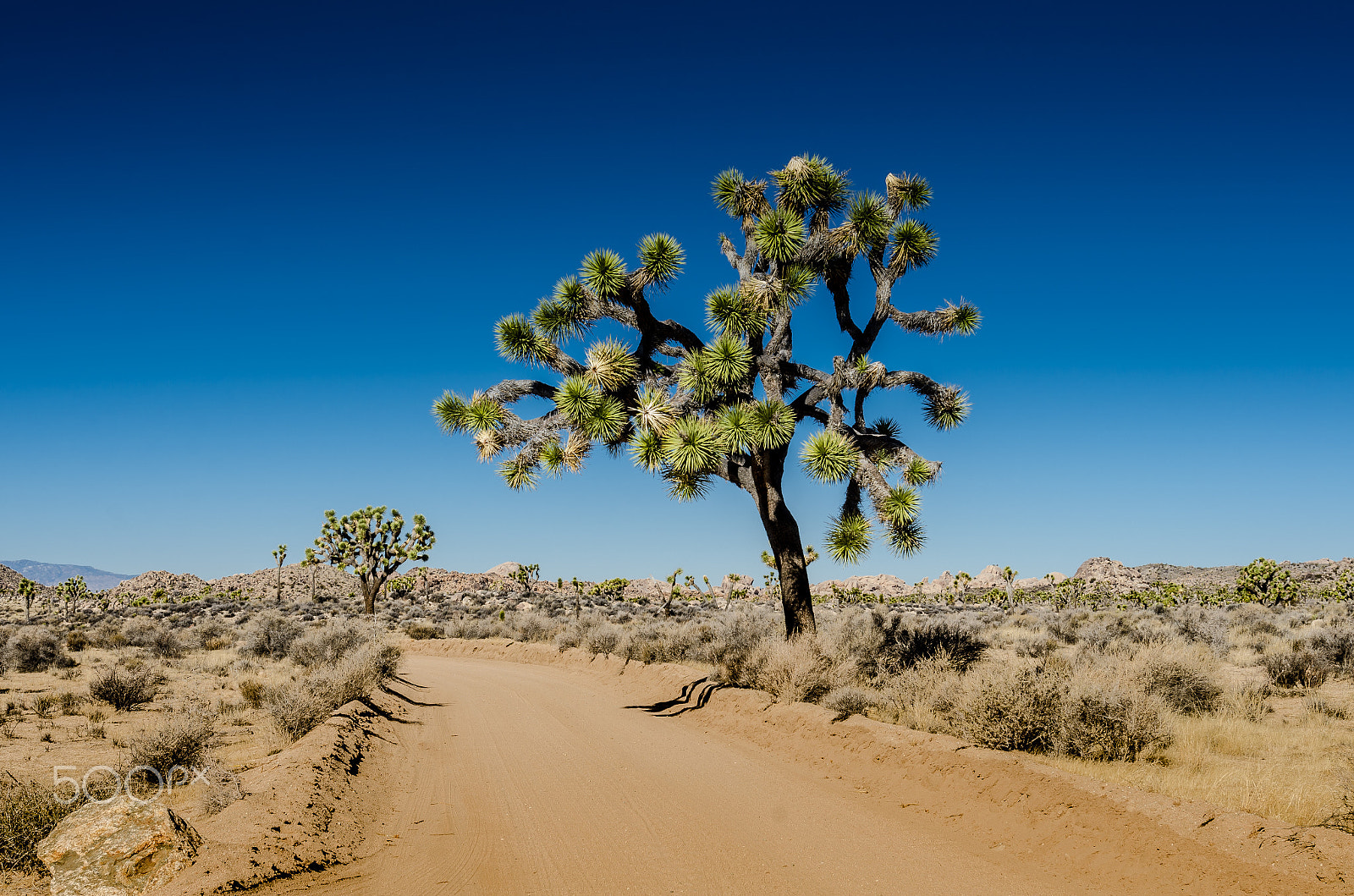 Nikon AF-S Nikkor 17-35mm F2.8D ED-IF sample photo. Large joshua tree on big horn pass photography