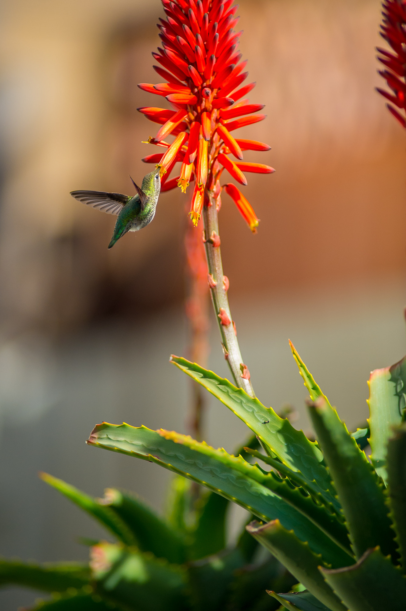 Nikon AF-S Nikkor 300mm F2.8G ED VR II sample photo. Hummingbird photography