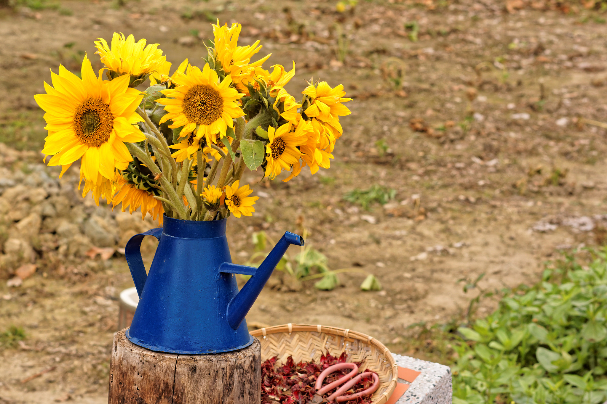 Sony Alpha NEX-7 + Sony Sonnar T* FE 55mm F1.8 ZA sample photo. Flowers photography