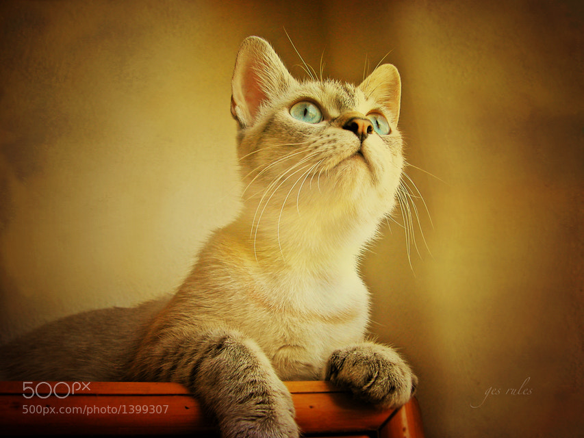 Gatina by Esther Antoranz Rivero 