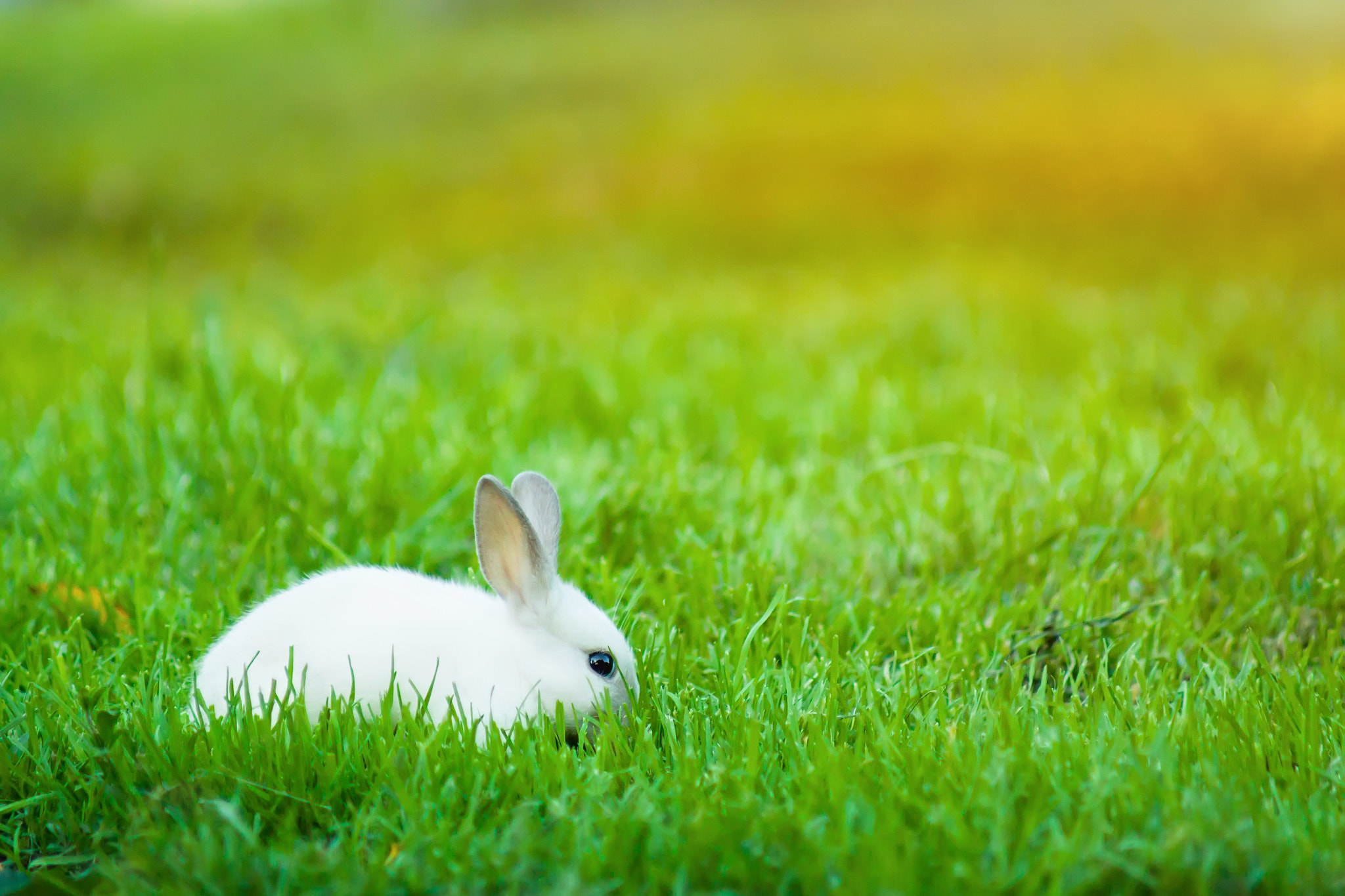 Canon EOS 50D + Canon EF 70-210mm f/4 sample photo. Rabbit on a green meadow photography