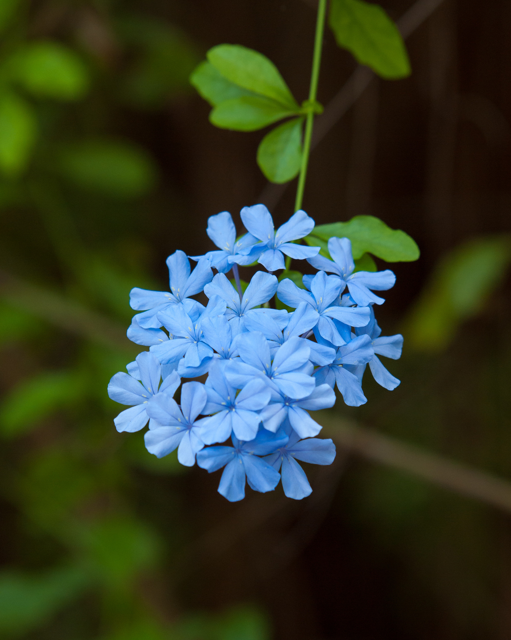 Olympus E-620 (EVOLT E-620) sample photo. Blue flower photography