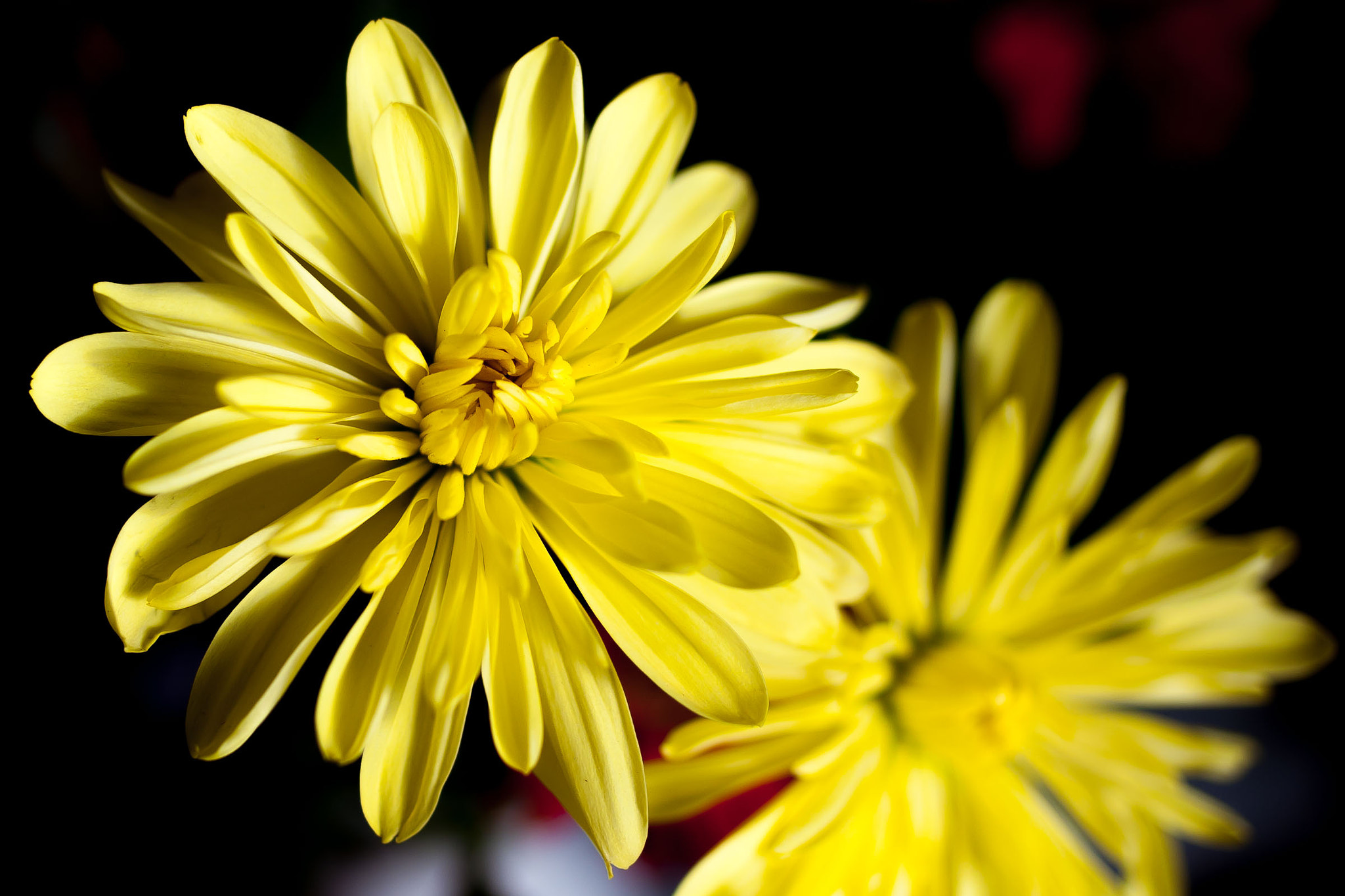 Canon EOS-1D Mark III sample photo. Yellow photography