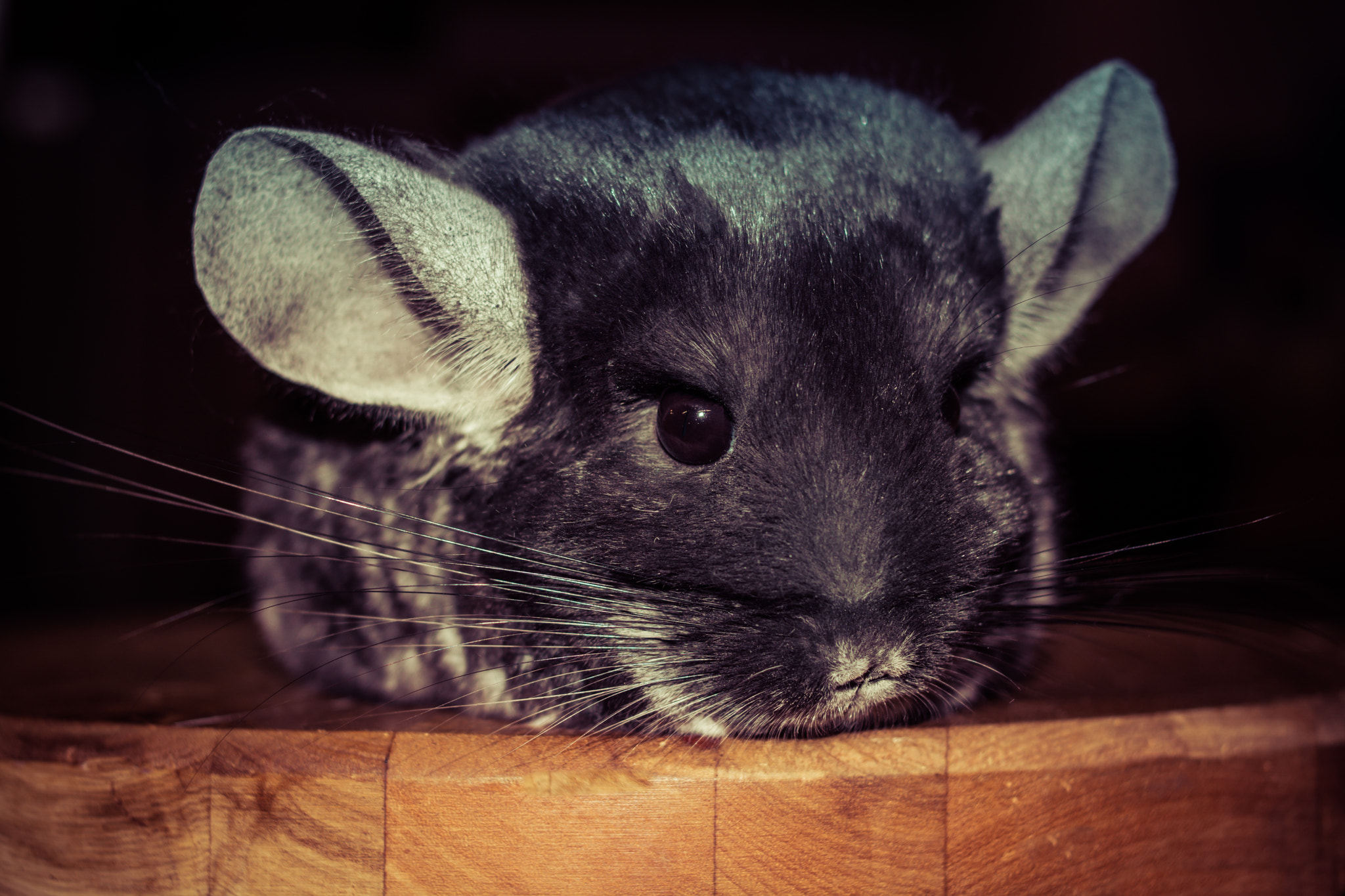 Nikon D7100 + Nikon AF Nikkor 35mm F2D sample photo. Chinchilla photography