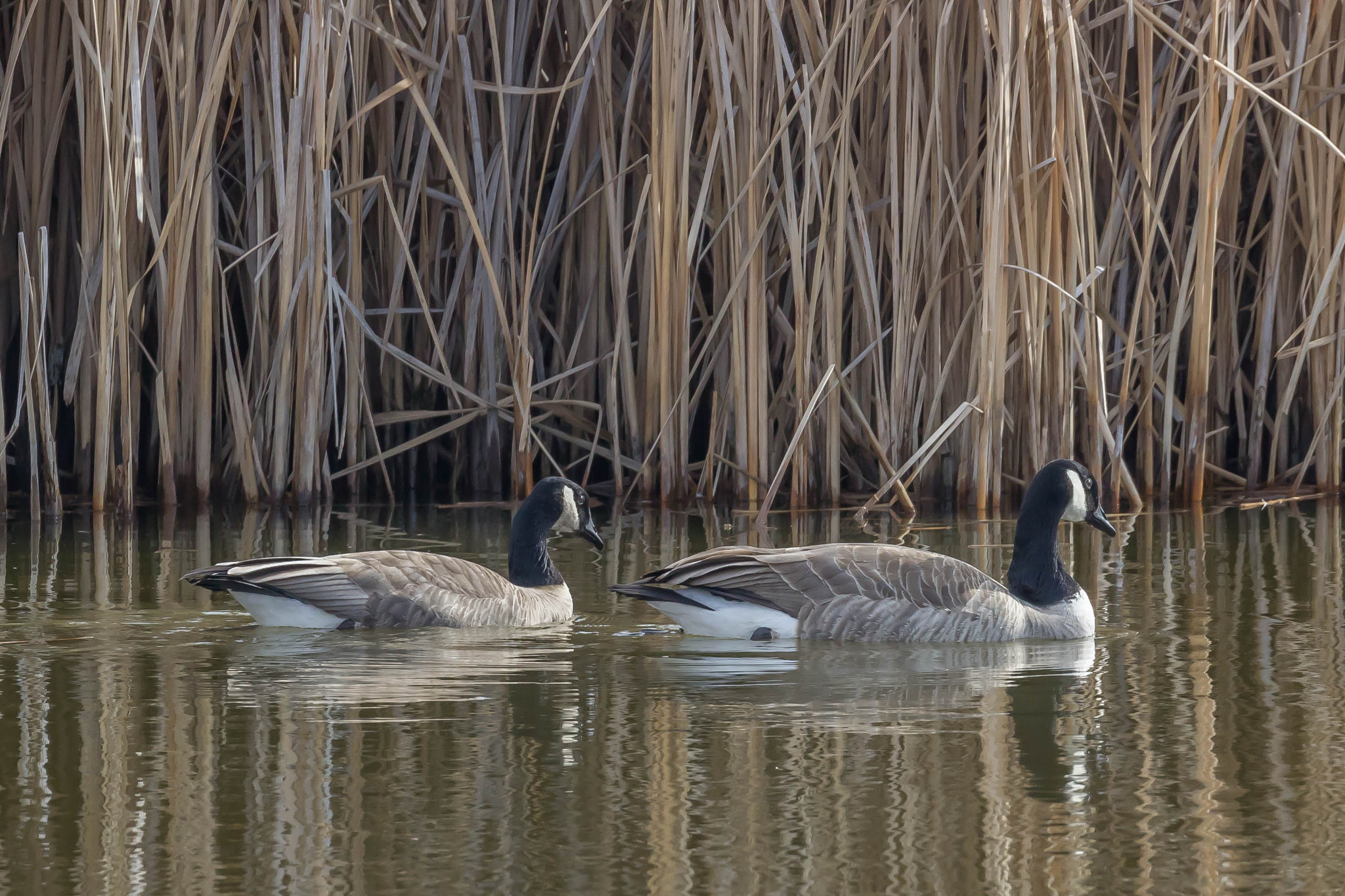 Canon EOS 600D (Rebel EOS T3i / EOS Kiss X5) + Canon EF 100-400mm F4.5-5.6L IS II USM sample photo. Canada goose pair photography