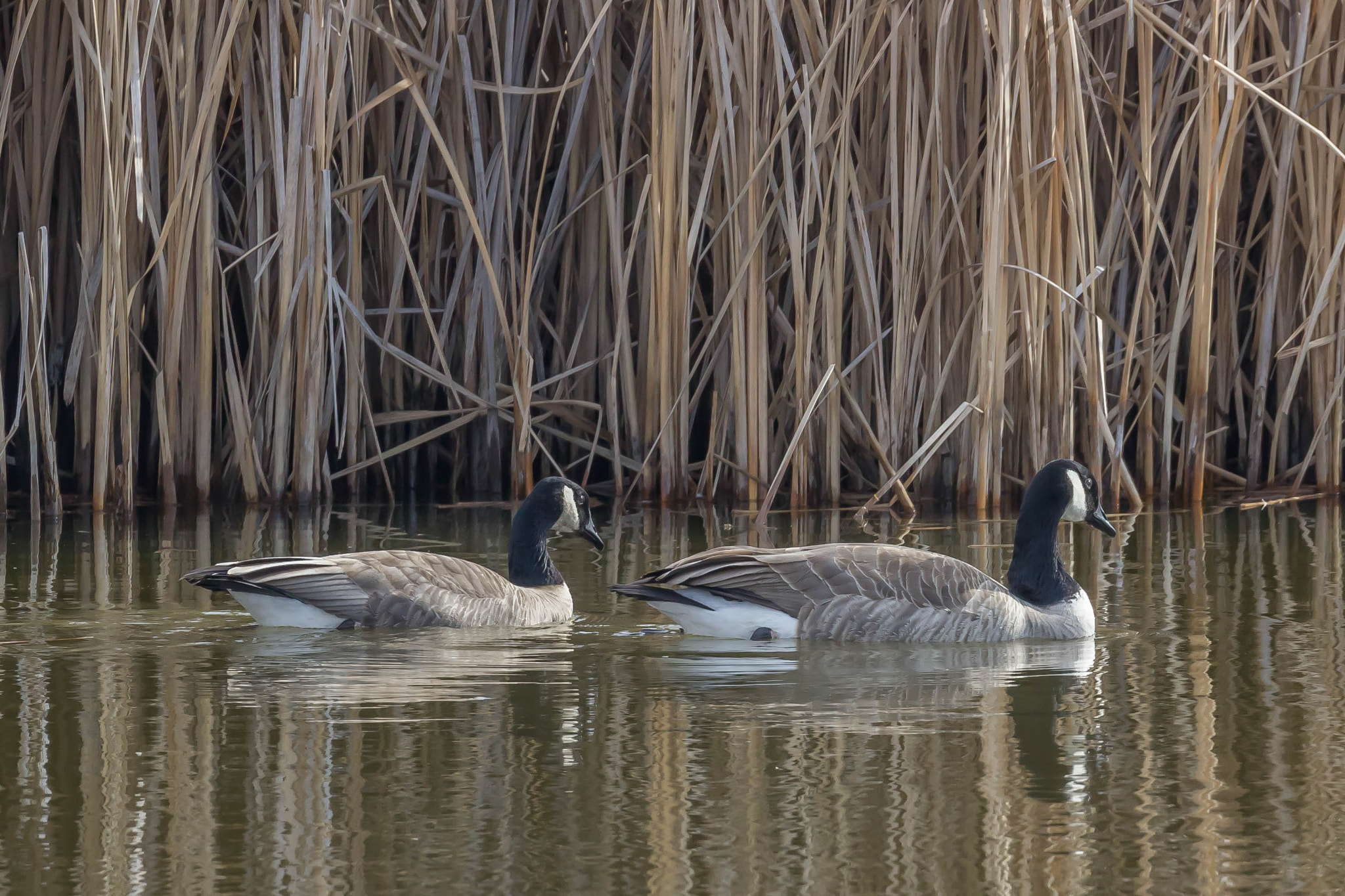 Canon EF 100-400mm F4.5-5.6L IS II USM sample photo. Canada goose pair photography