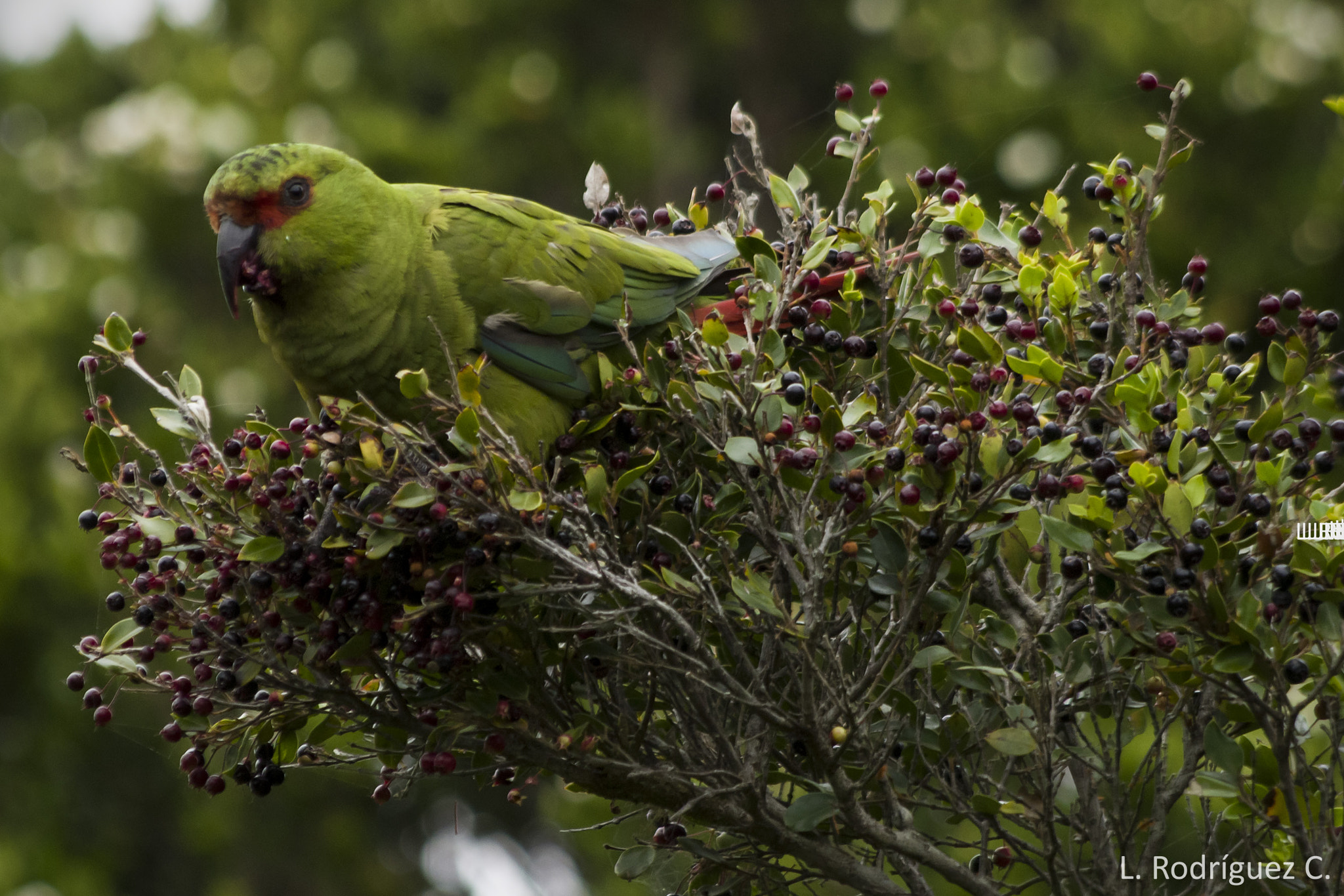 smc PENTAX-DA L 55-300mm F4-5.8 ED sample photo. Choroy - slender-billed parakeet photography