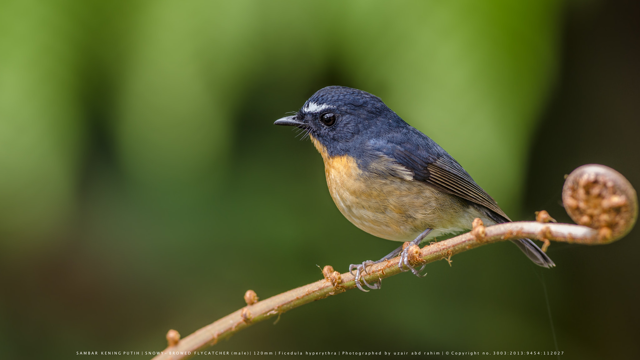 Nikon AF-S Nikkor 300mm F2.8G ED VR II sample photo. Snowy-browed flycatcher photography