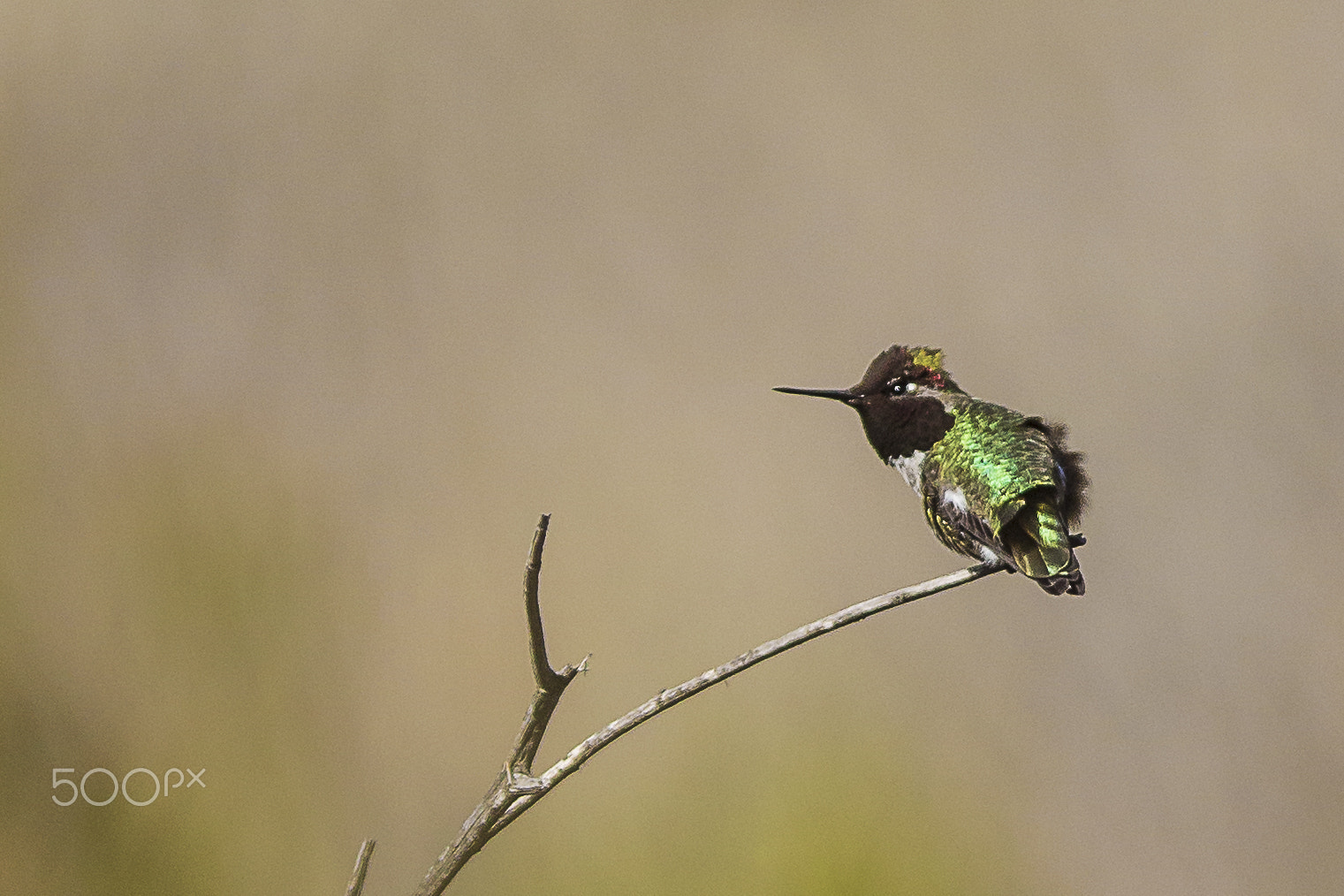 Canon EF 300mm F4L IS USM sample photo. Anna's humming bird-2 photography