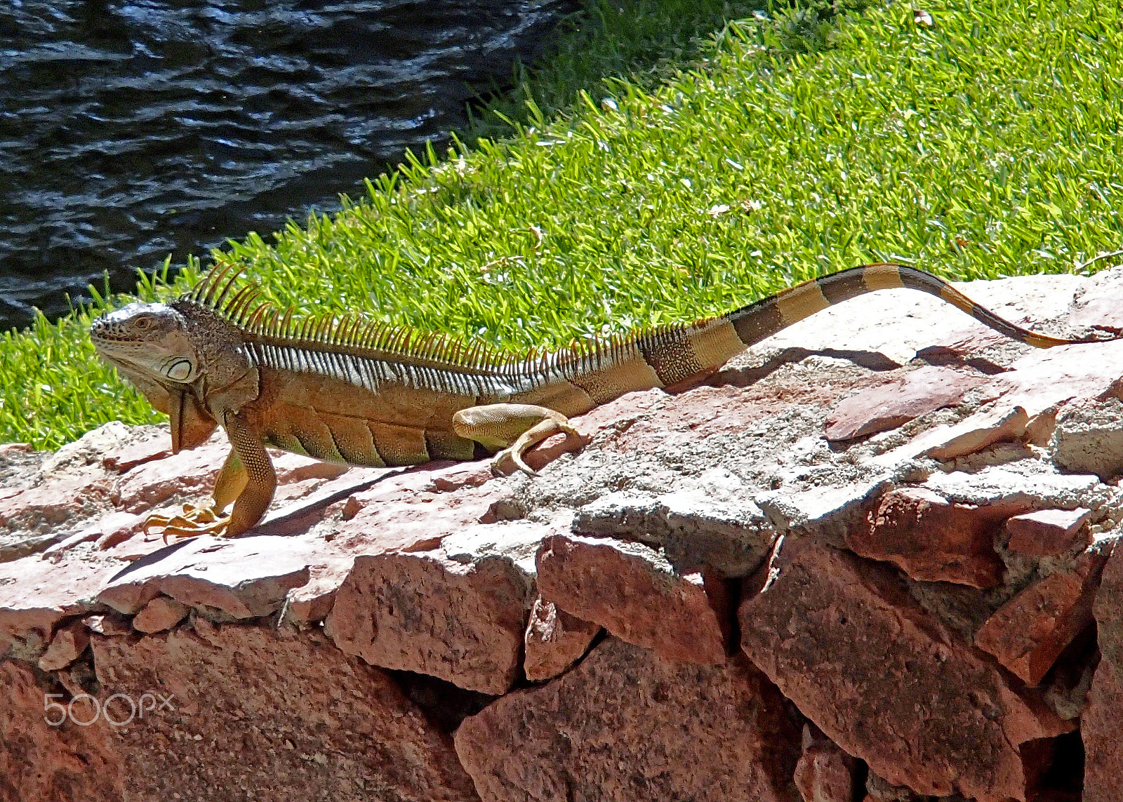 Olympus TG-820 sample photo. Iguana photography