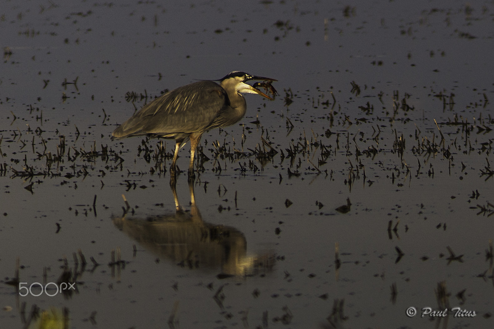 Canon EF 300mm F4L IS USM sample photo. Crawdad snack photography