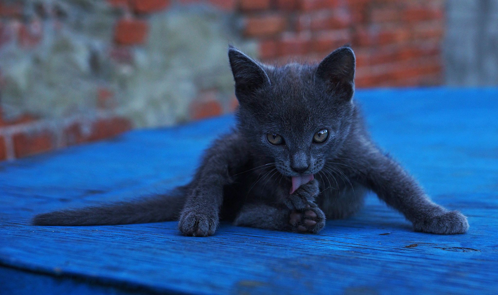 Sony SLT-A65 (SLT-A65V) sample photo. Grey photography