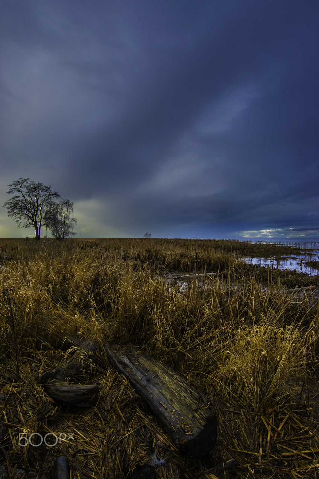 Nikon AF-S Nikkor 14-24mm F2.8G ED sample photo. Winter marsh 2 photography