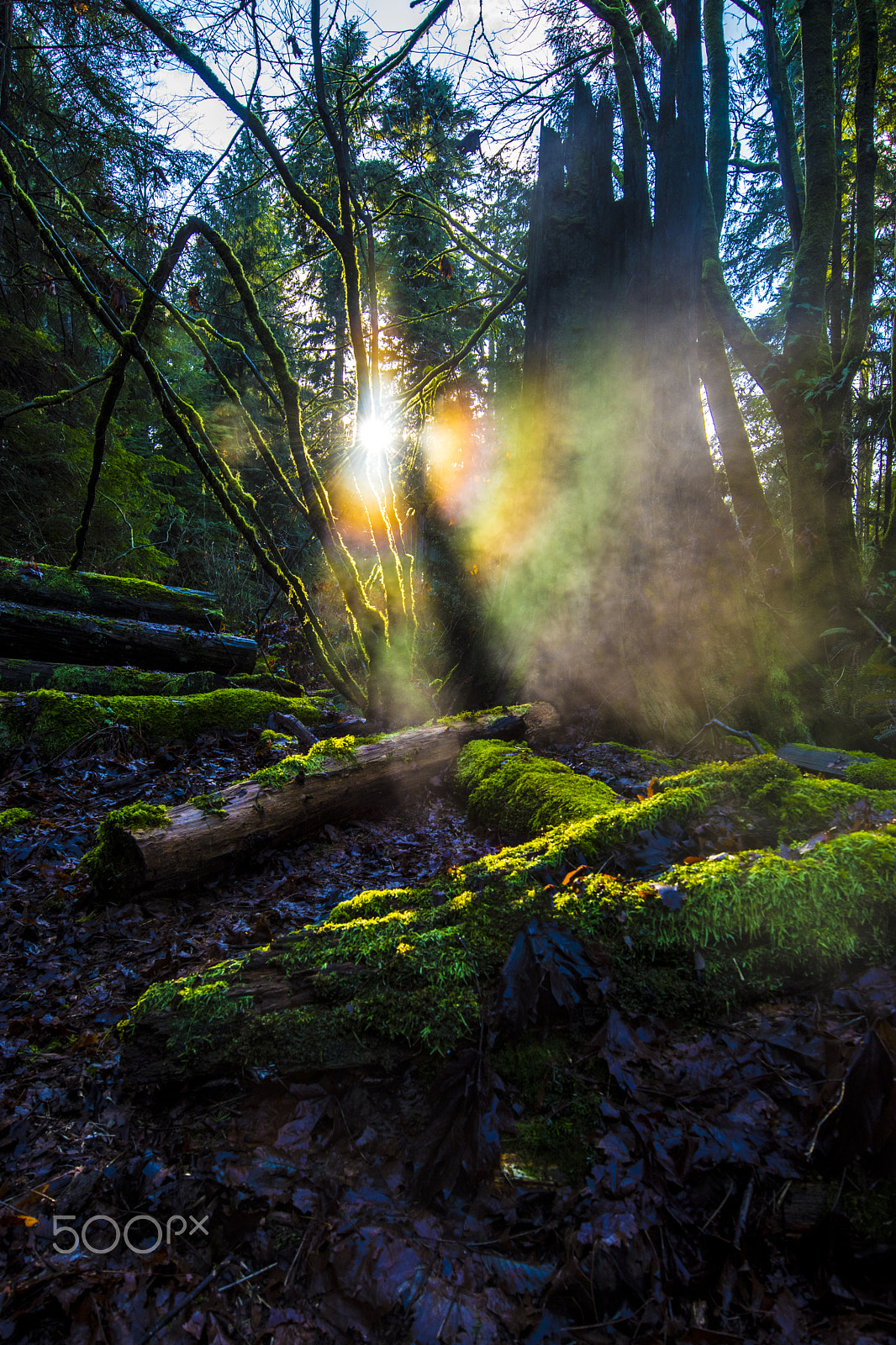 Nikon AF-S Nikkor 14-24mm F2.8G ED sample photo. Forest fairies 2 photography