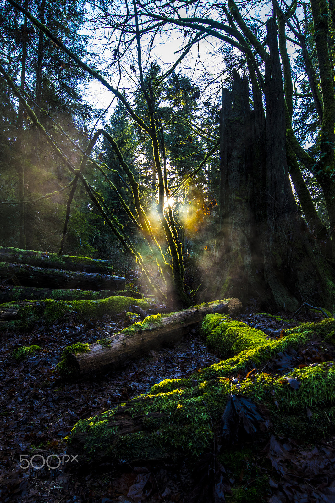 Nikon AF-S Nikkor 14-24mm F2.8G ED sample photo. Forest fairies 5 photography
