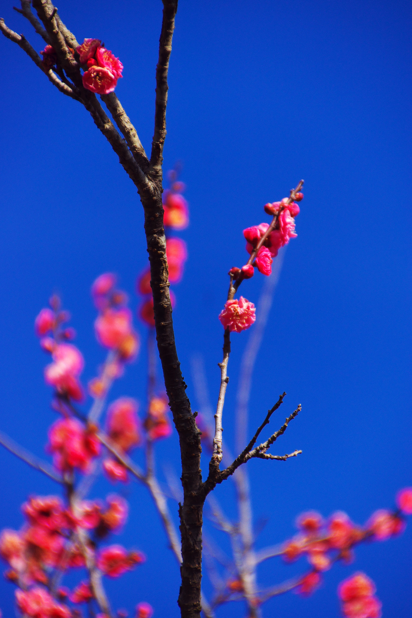 Sony SLT-A65 (SLT-A65V) + DT 18-270mm F3.5-6.3 sample photo. A red ume blossom photography