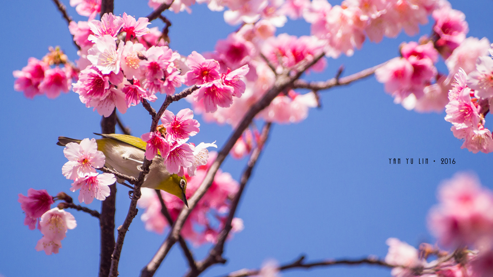 Sony 75-300mm F4.5-5.6 sample photo. 春天來了 photography