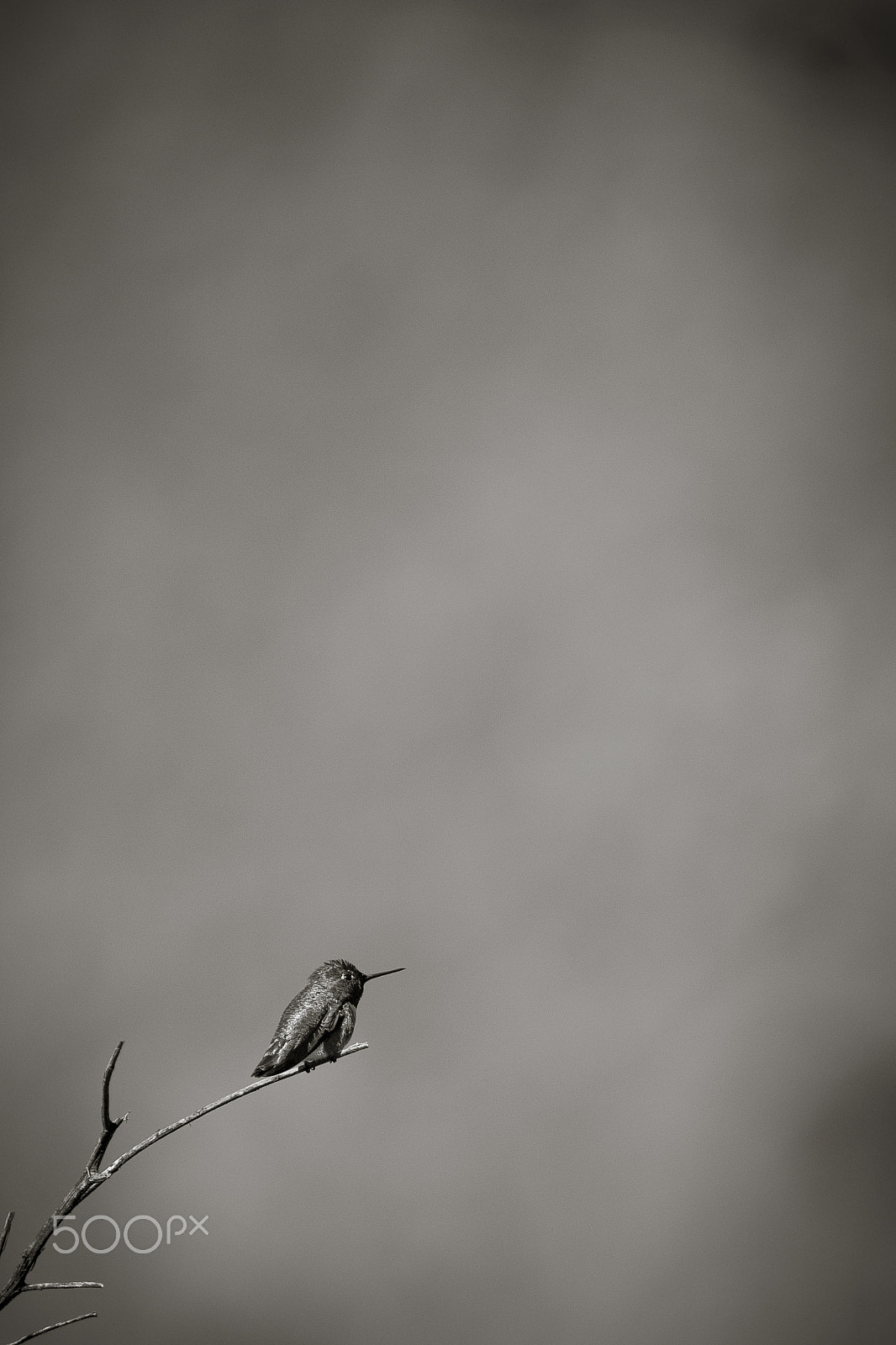 Canon EF 300mm F4L IS USM sample photo. Anna's humming bird b/w photography