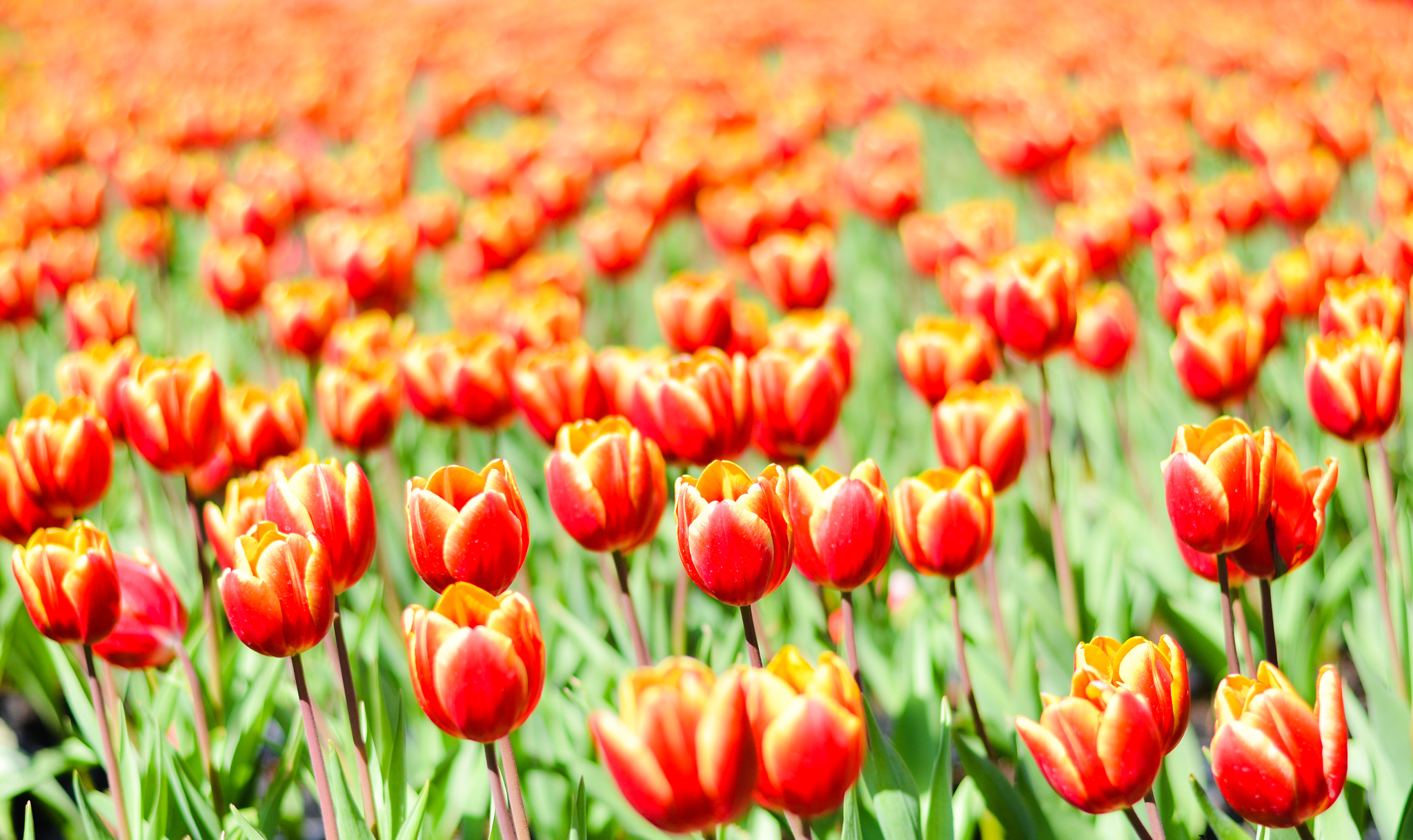 AF Zoom-Nikkor 35-80mm f/4-5.6D N sample photo. Tulipa photography